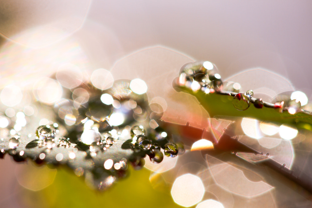 Canon EF 100mm F2.8 Macro USM sample photo. Intergalactic diamond waterdrops photography