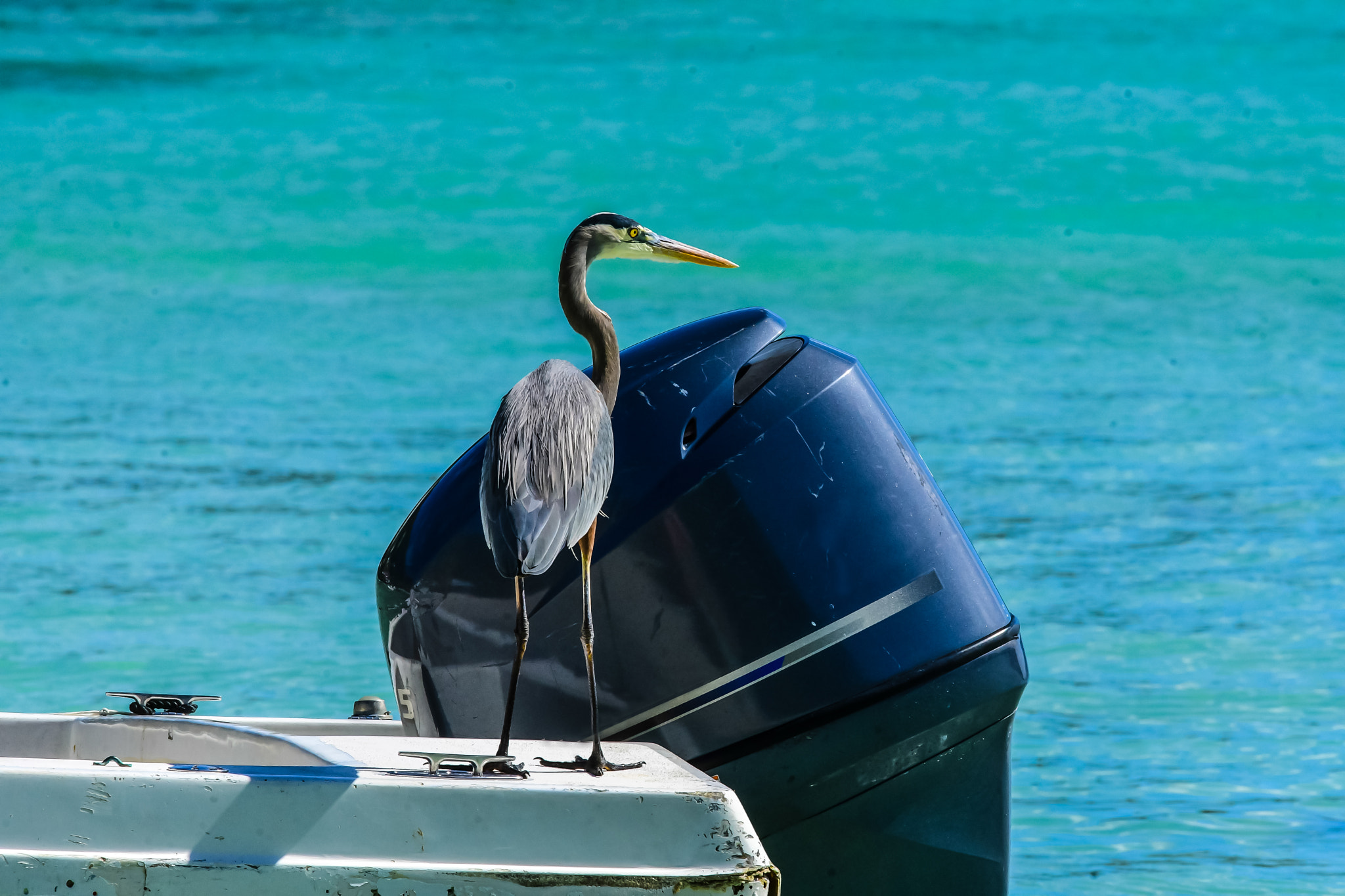 Sigma 150-600mm F5-6.3 DG OS HSM | C sample photo. Herron photography