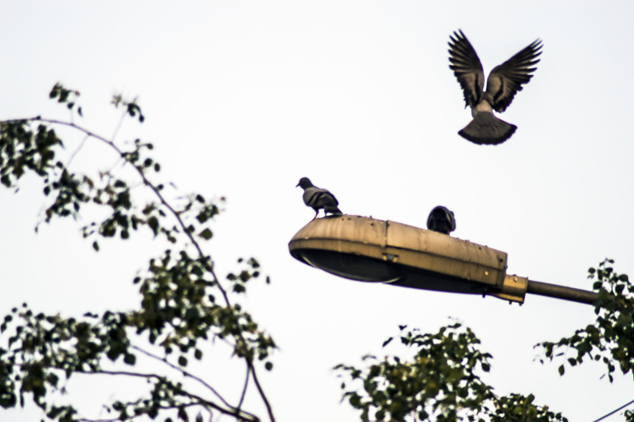 Nikon D3200 sample photo. Birds photography