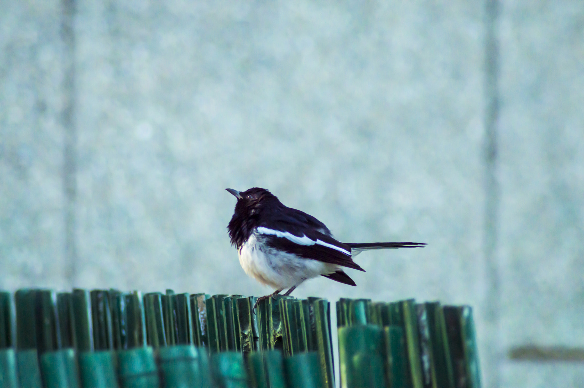 Nikon D3200 sample photo. Birds photography