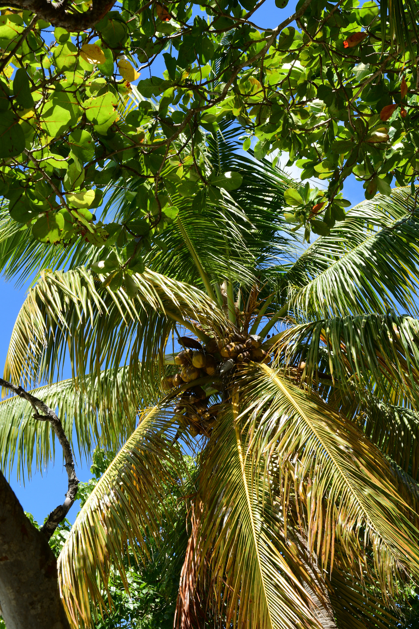 Nikon AF-S Nikkor 24-70mm F2.8G ED sample photo. Palm tree photography
