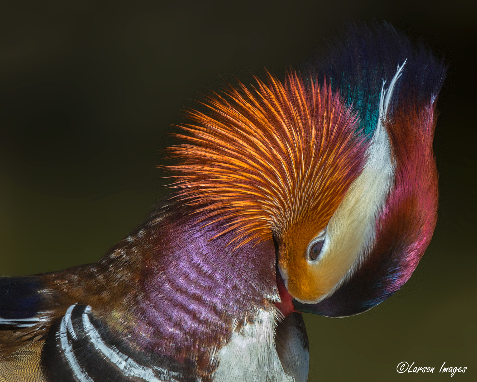 Tamron SP 150-600mm F5-6.3 Di VC USD sample photo