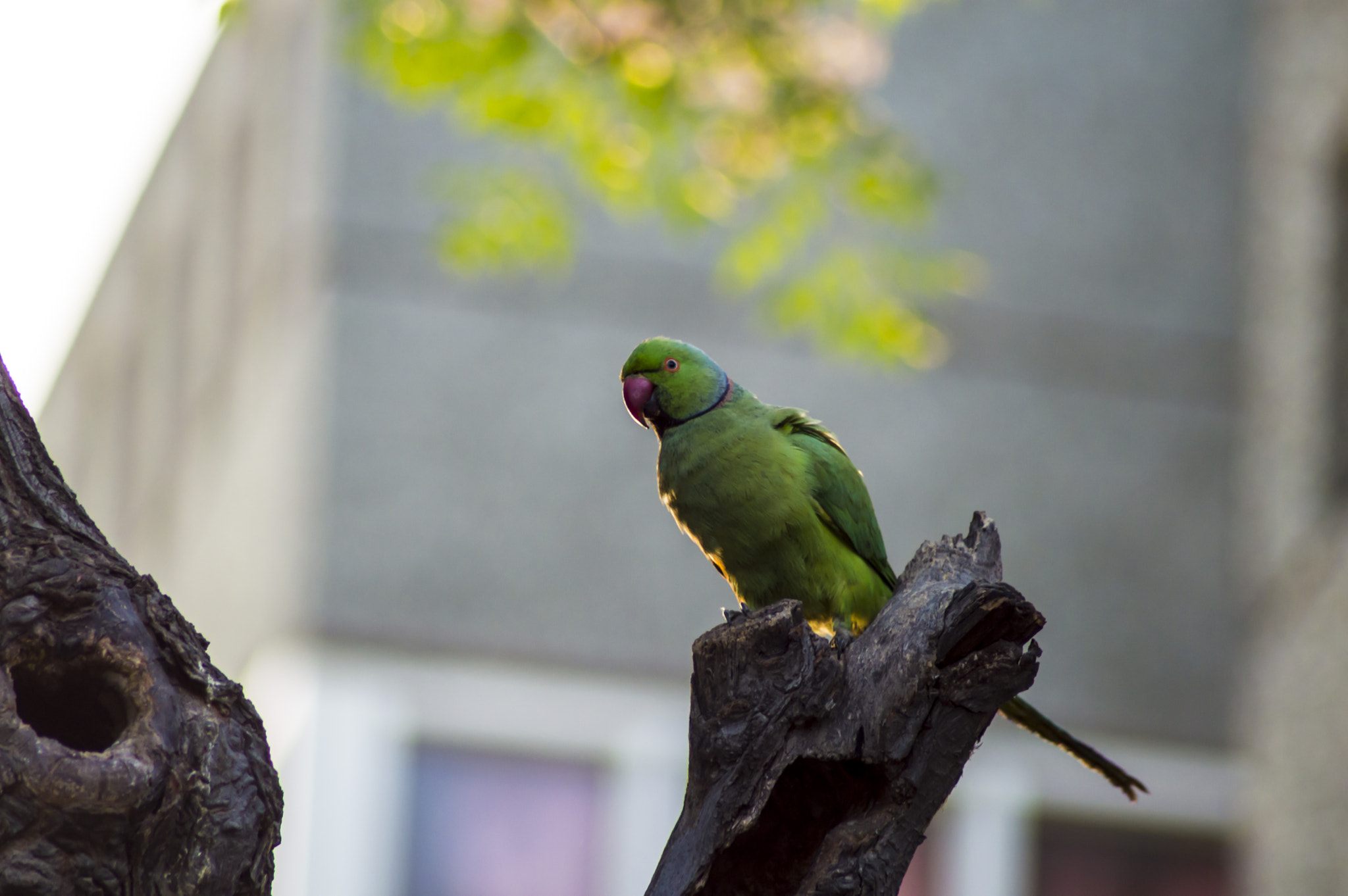 Nikon D3200 sample photo. Birds photography