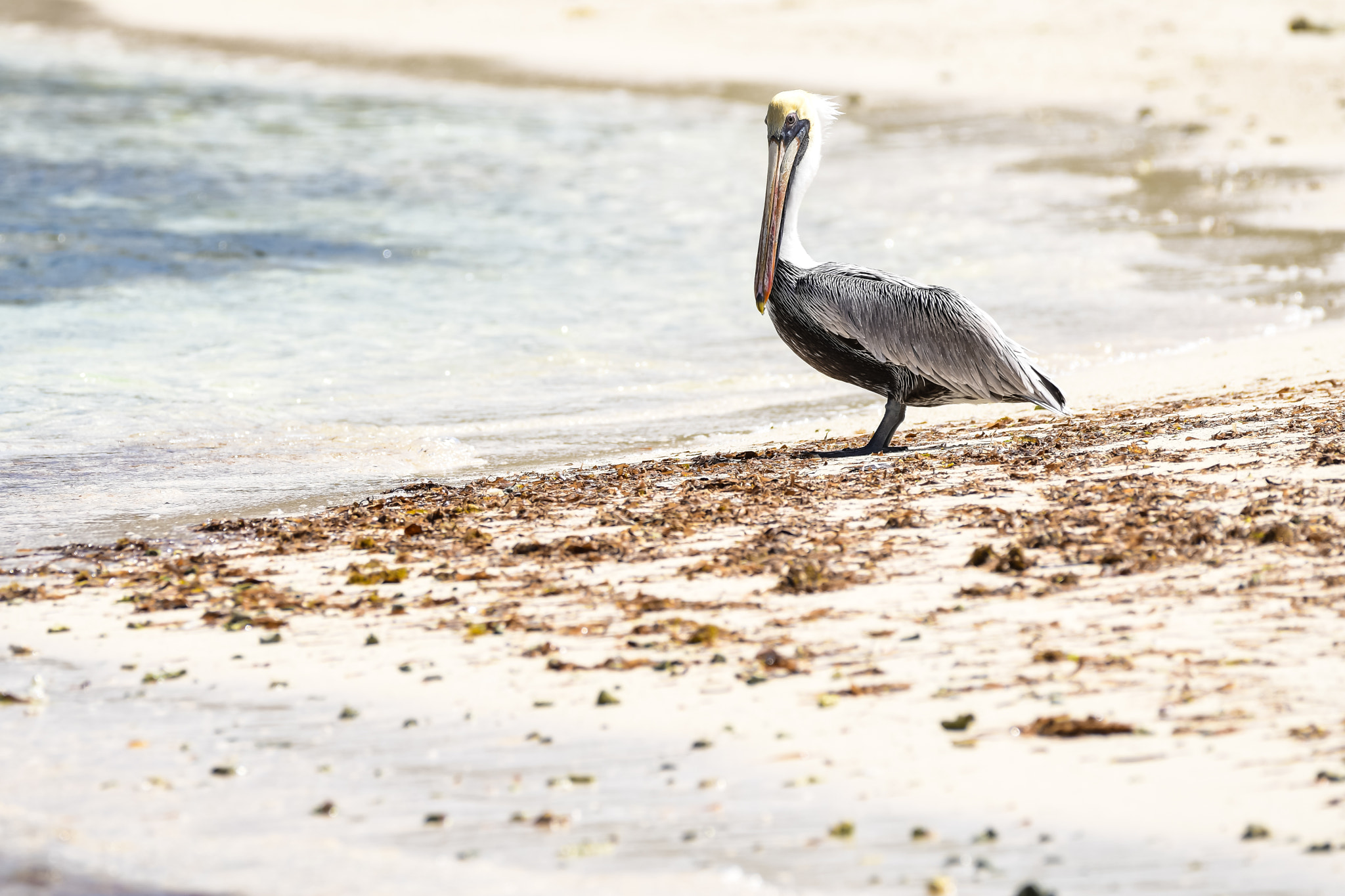 Nikon D500 + Sigma 150-600mm F5-6.3 DG OS HSM | C sample photo. Pelican on virgin island beach photography