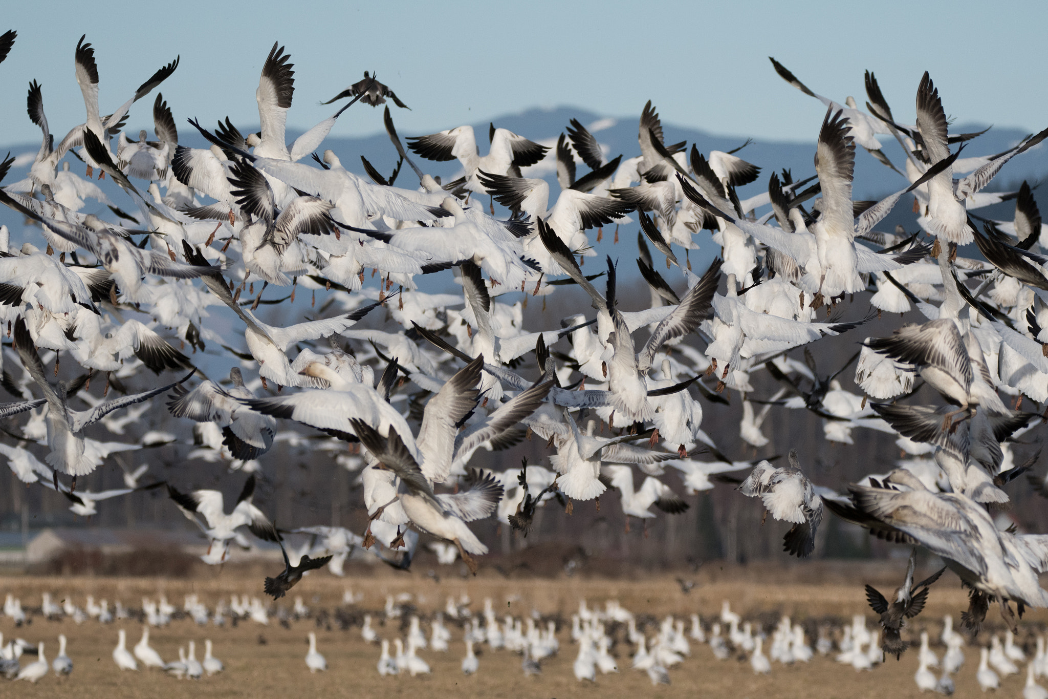 Sigma 150-600mm F5-6.3 DG OS HSM | C sample photo. Snow geese - skagit valley, wa photography