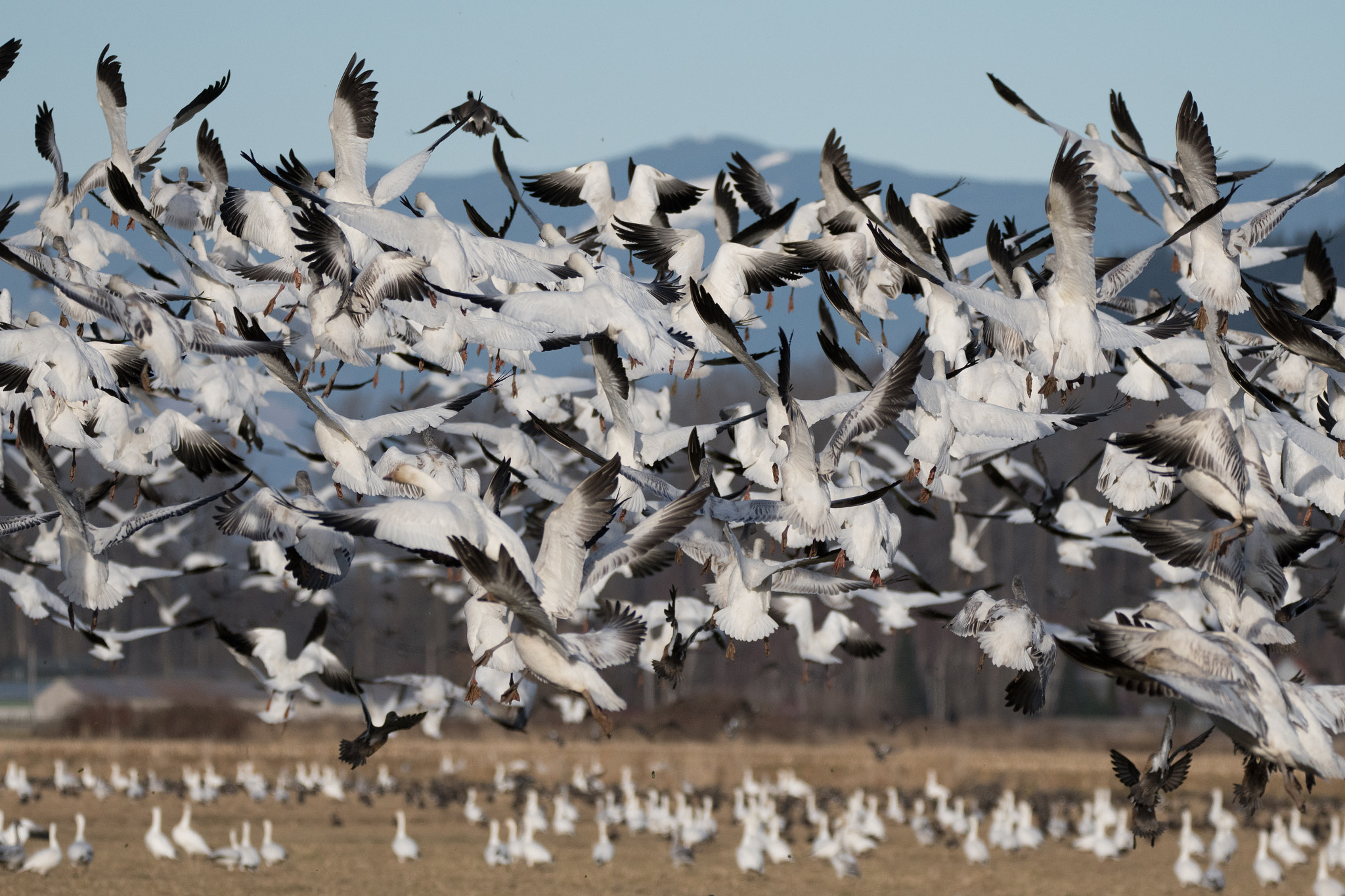 Nikon D500 sample photo. Snow geese - skagit valley, wa photography