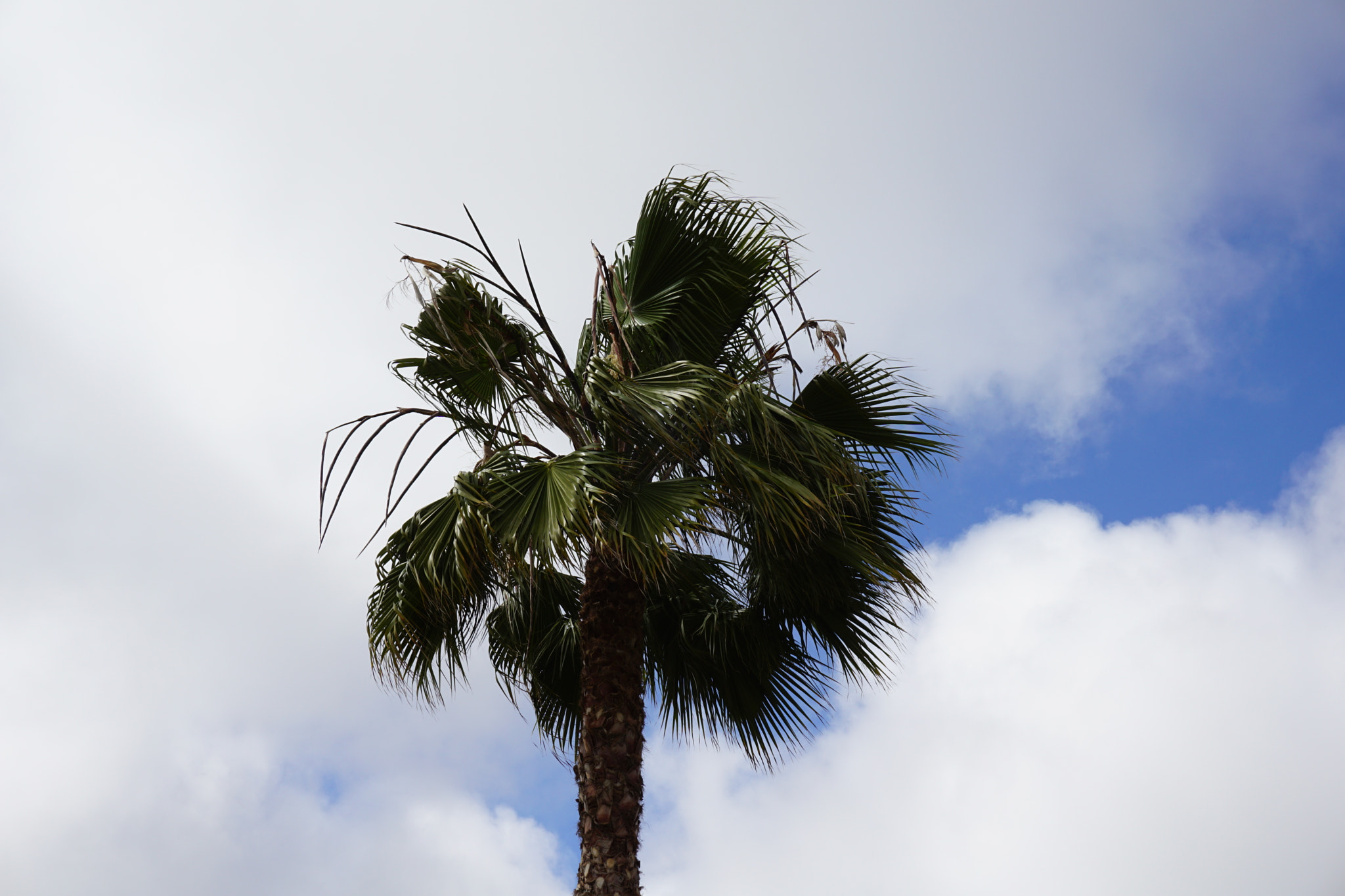 Sony a5100 sample photo. Palm tree in heaven photography