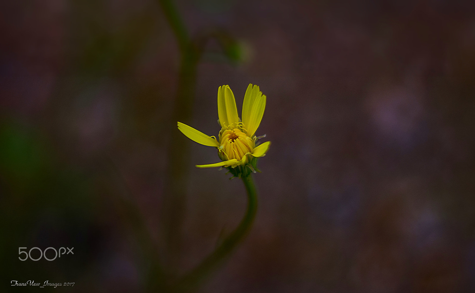 Nikon D500 + Nikon AF-S Nikkor 50mm F1.8G sample photo. Simple beauty photography