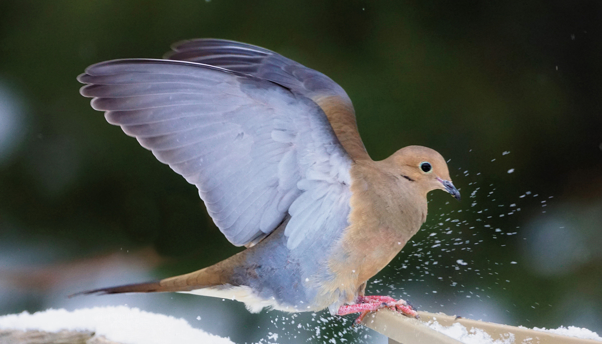 Sony 70-300mm F4.5-5.6 G SSM sample photo. The landing ! photography