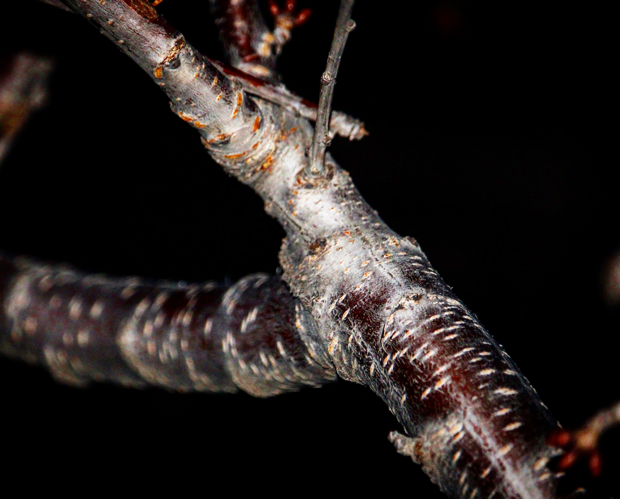 Canon EF-S 55-250mm F4-5.6 IS STM sample photo. Cherry tree branches photography