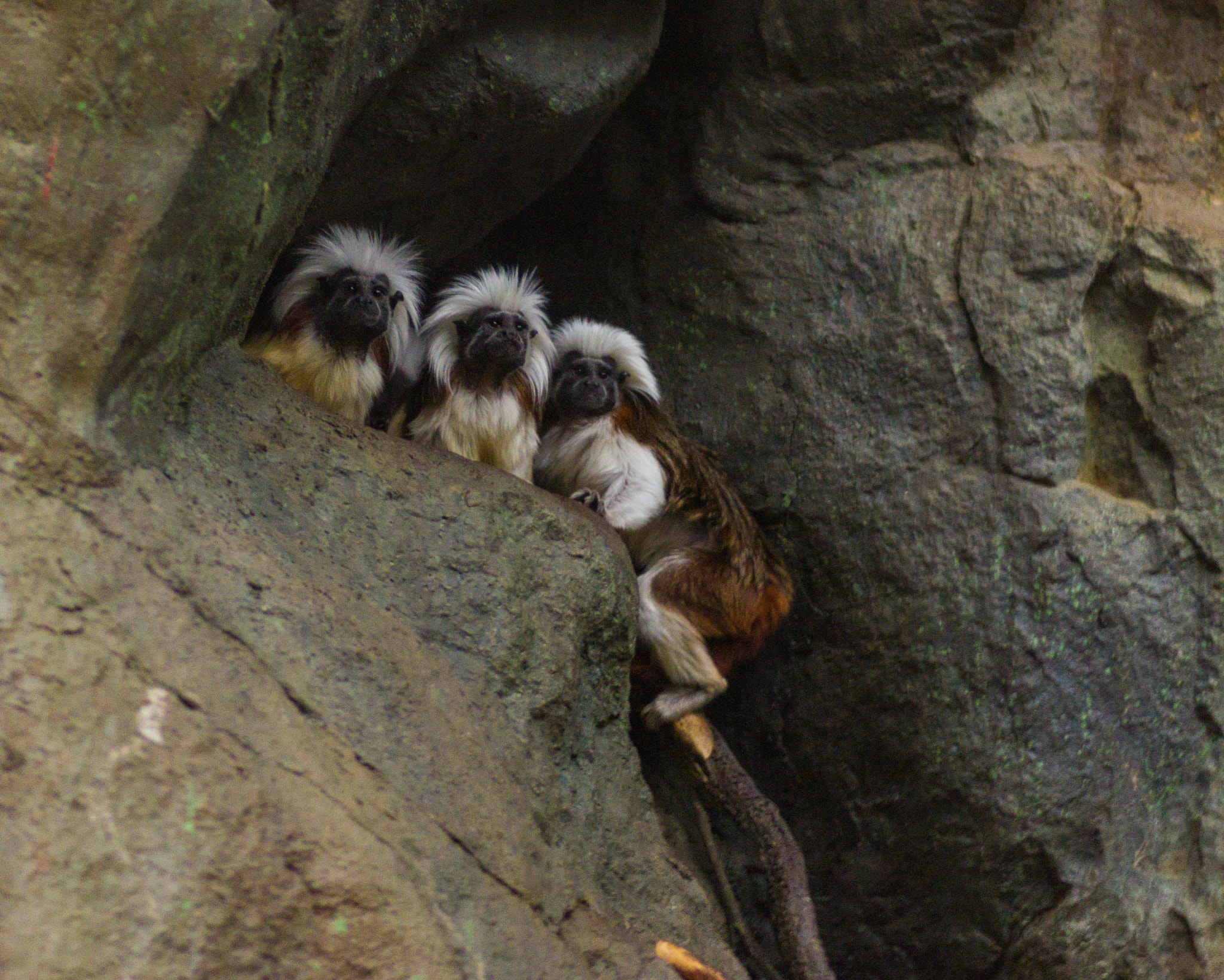 Pentax K-3 II + Pentax smc D-FA 100mm F2.8 Macro WR sample photo. Tamarins photography