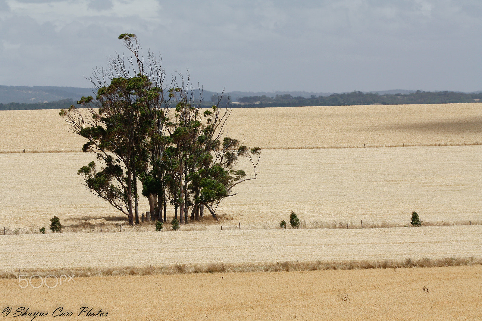 Tamron SP 150-600mm F5-6.3 Di VC USD sample photo. Loan tree photography