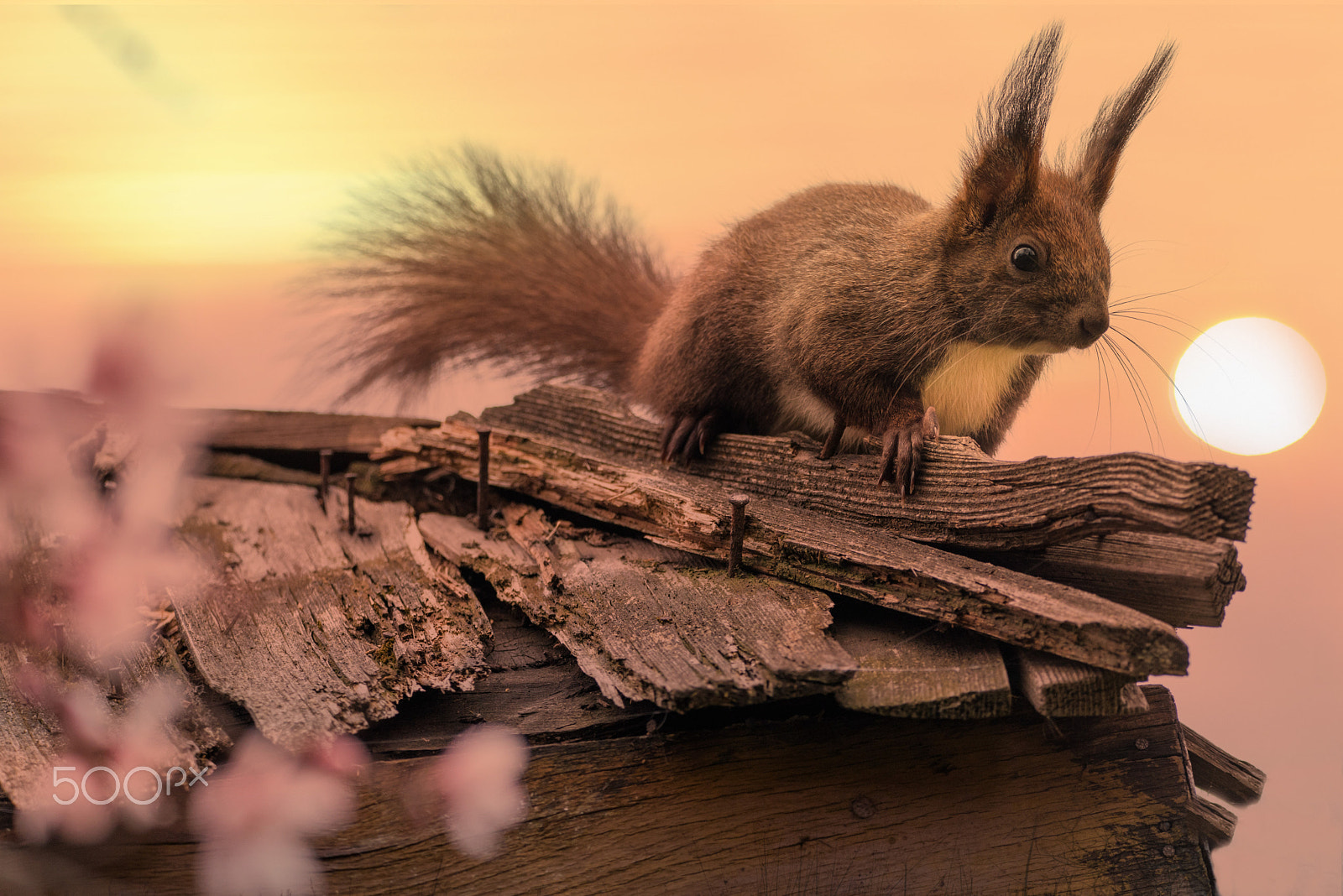 Sigma 150-600mm F5-6.3 DG OS HSM | C sample photo. Squirrel photography