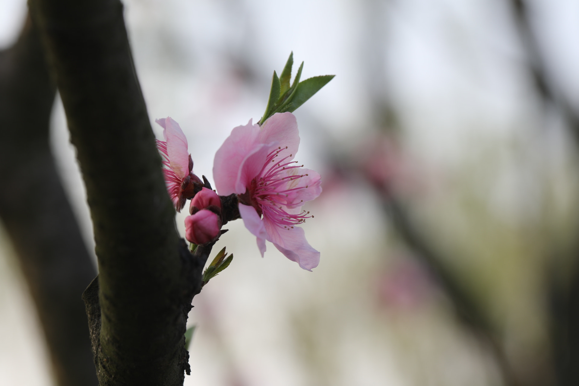 Canon EF 100mm F2.8L Macro IS USM sample photo. 西湖白堤桃花 photography