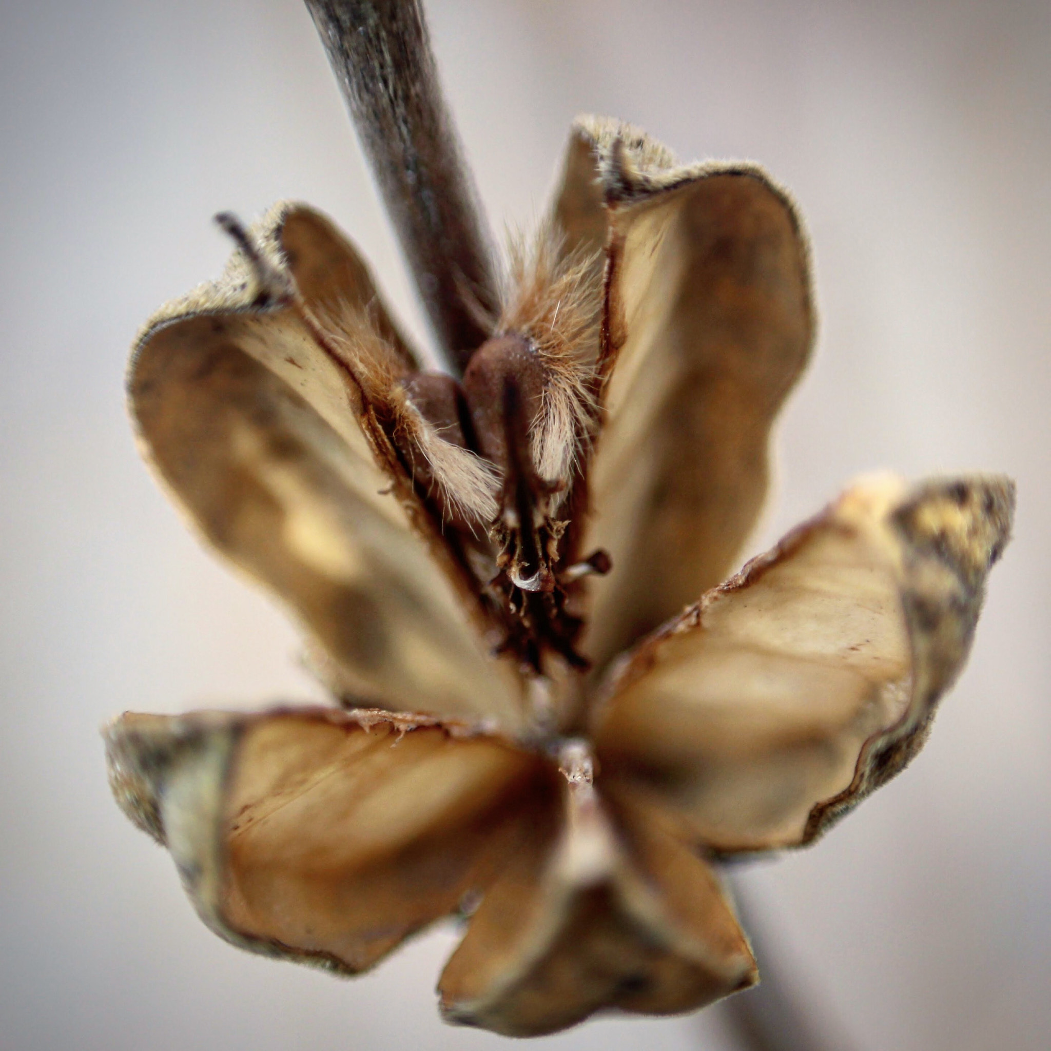 Canon EF-S 55-250mm F4-5.6 IS STM sample photo. Flower pod photography