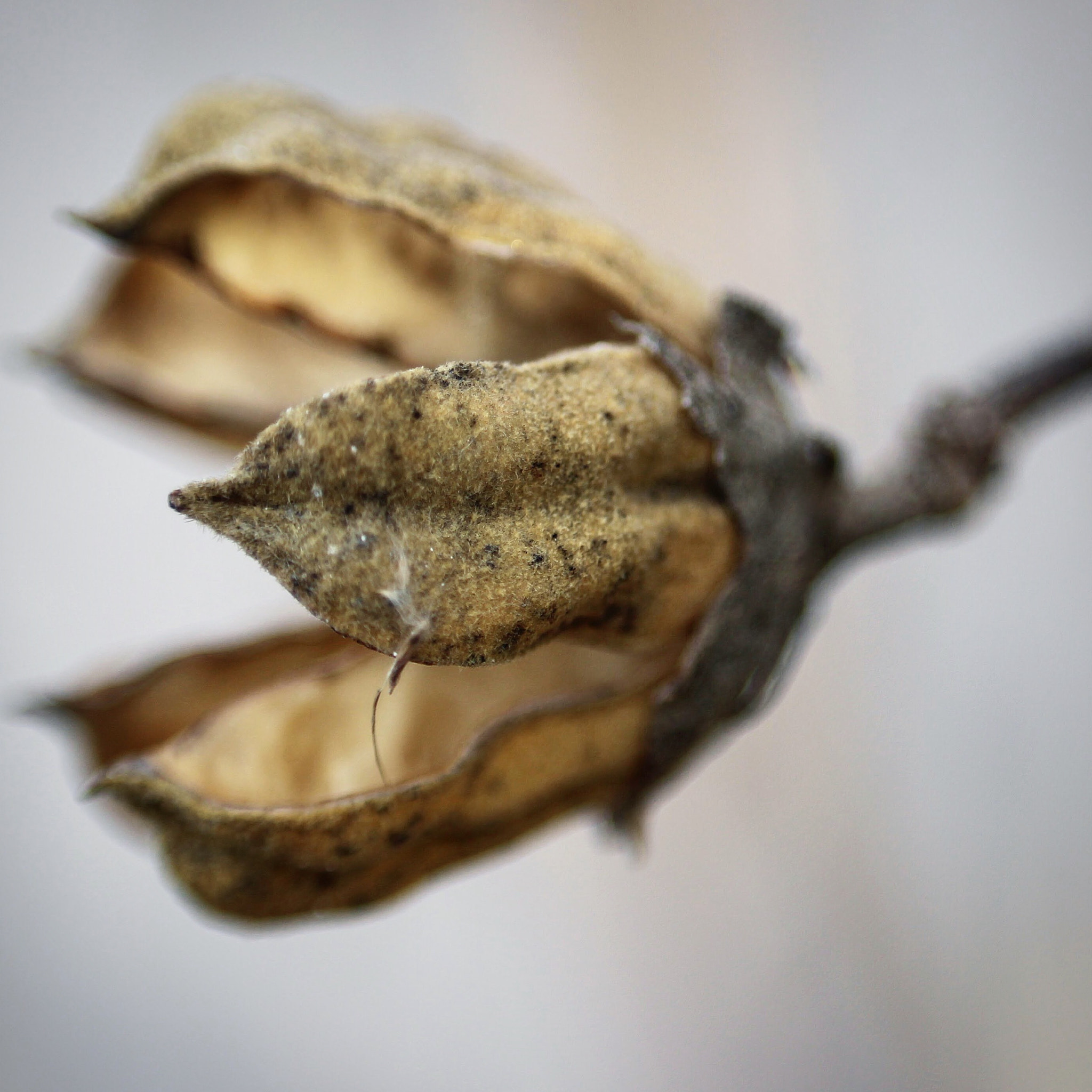 Canon EF-S 55-250mm F4-5.6 IS STM sample photo. Dried flower pod photography