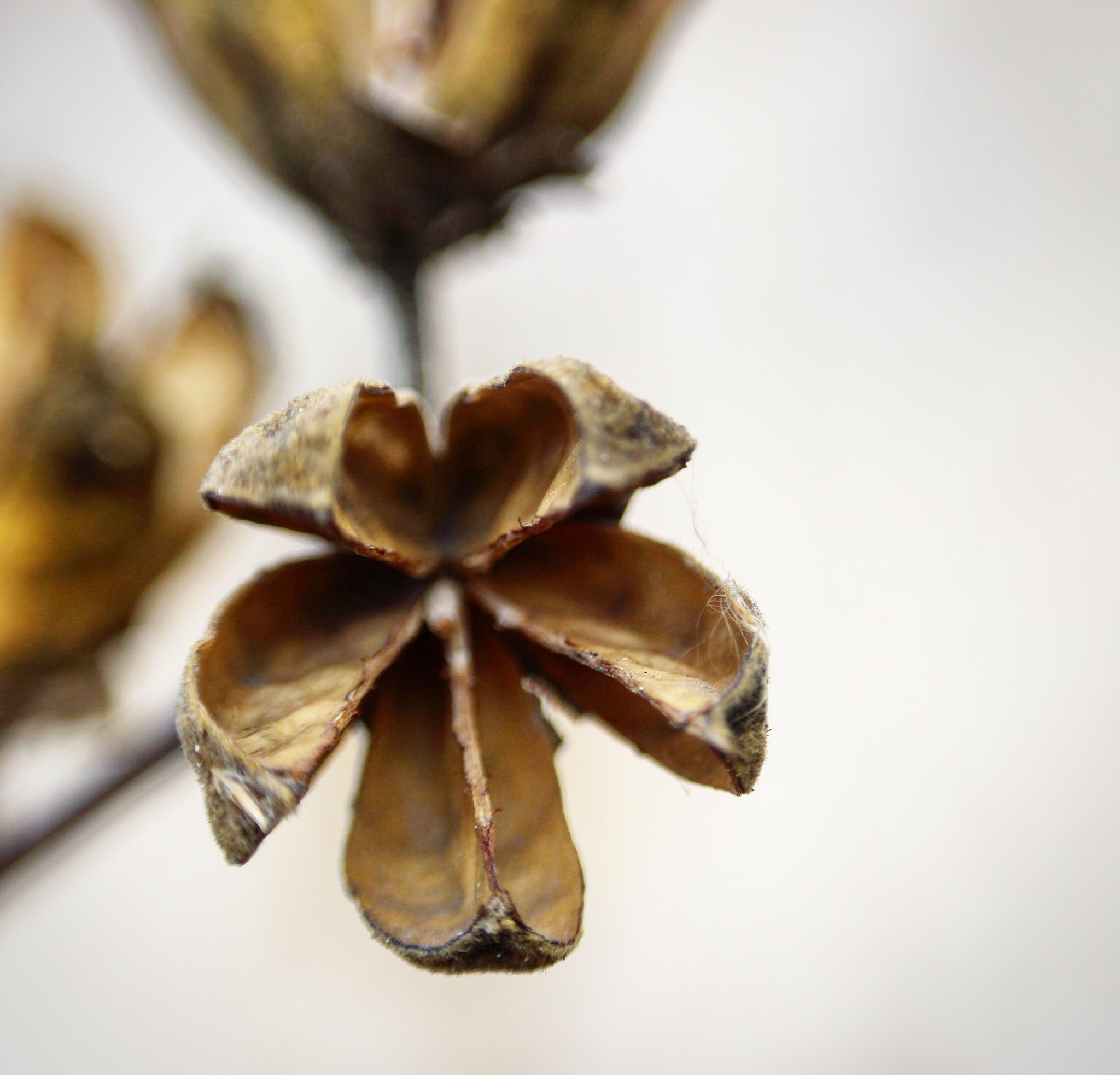 Canon EF-S 55-250mm F4-5.6 IS STM sample photo. Dried flower pod photography