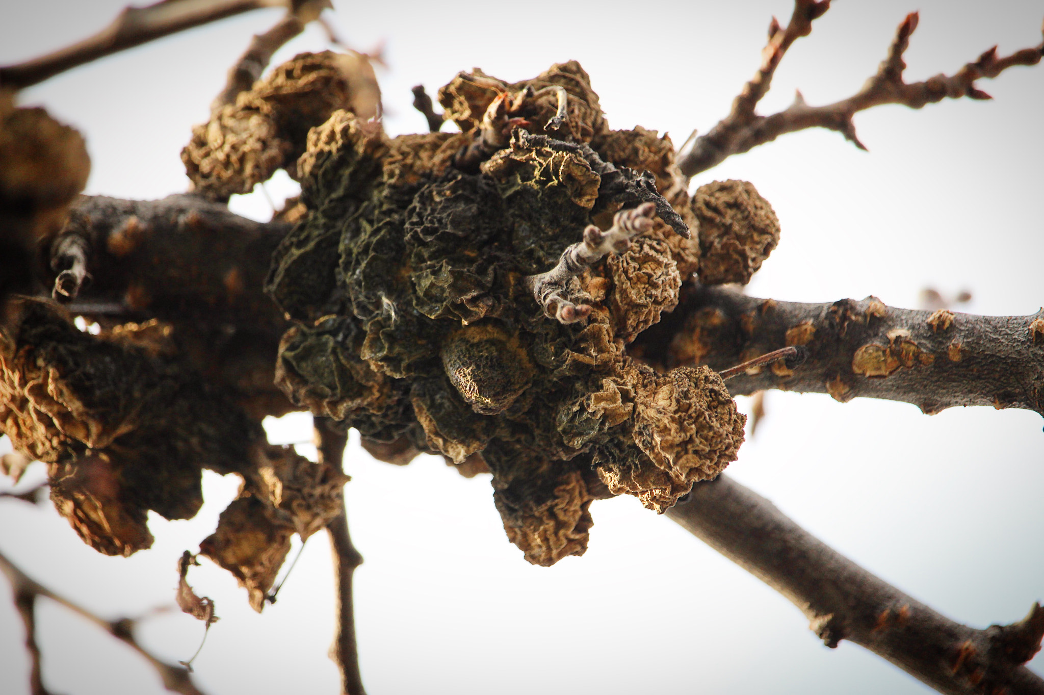 Canon EF-S 55-250mm F4-5.6 IS STM sample photo. Dried plums on branch photography