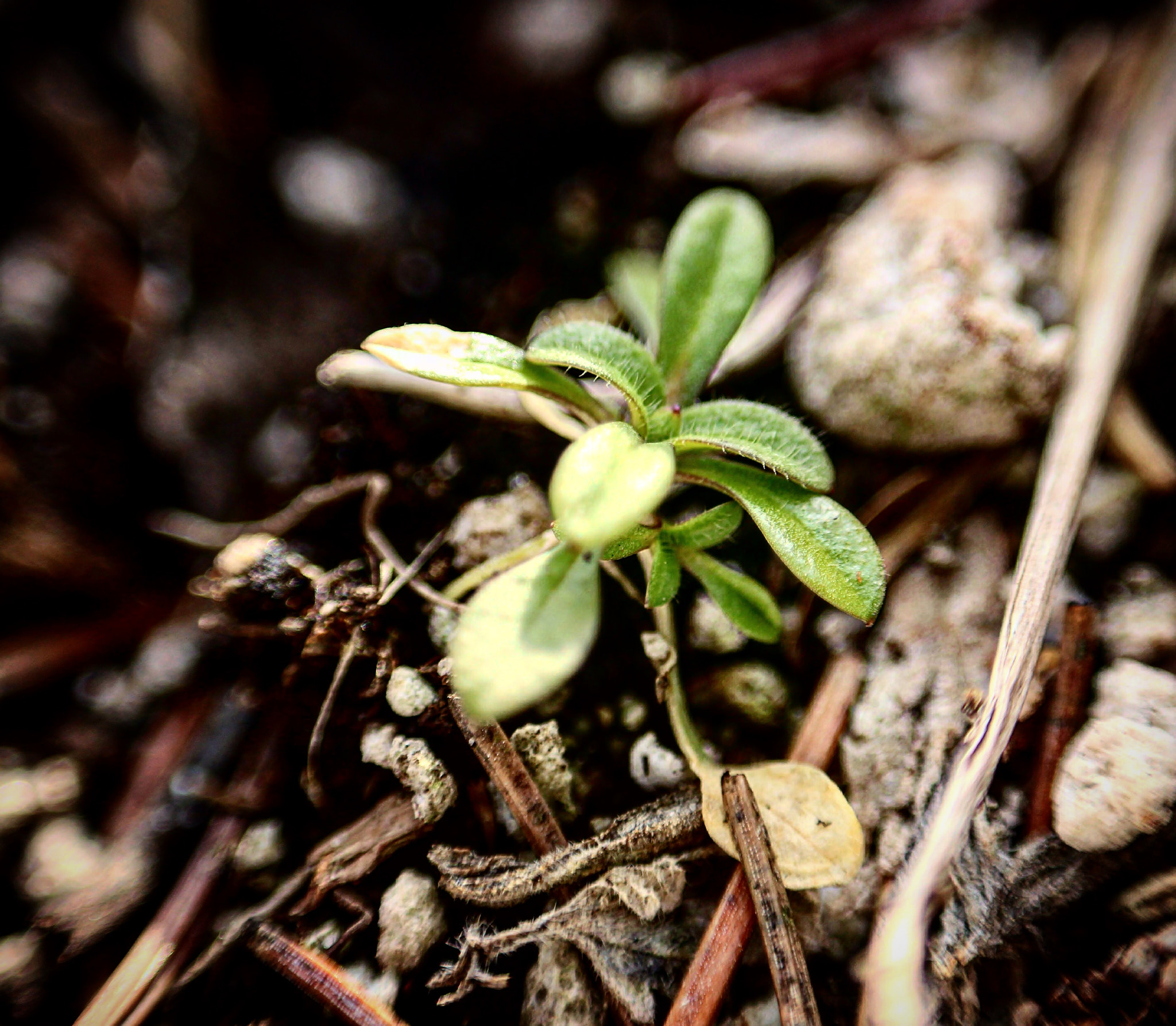 Canon EF-S 55-250mm F4-5.6 IS STM sample photo. Tiny plant photography
