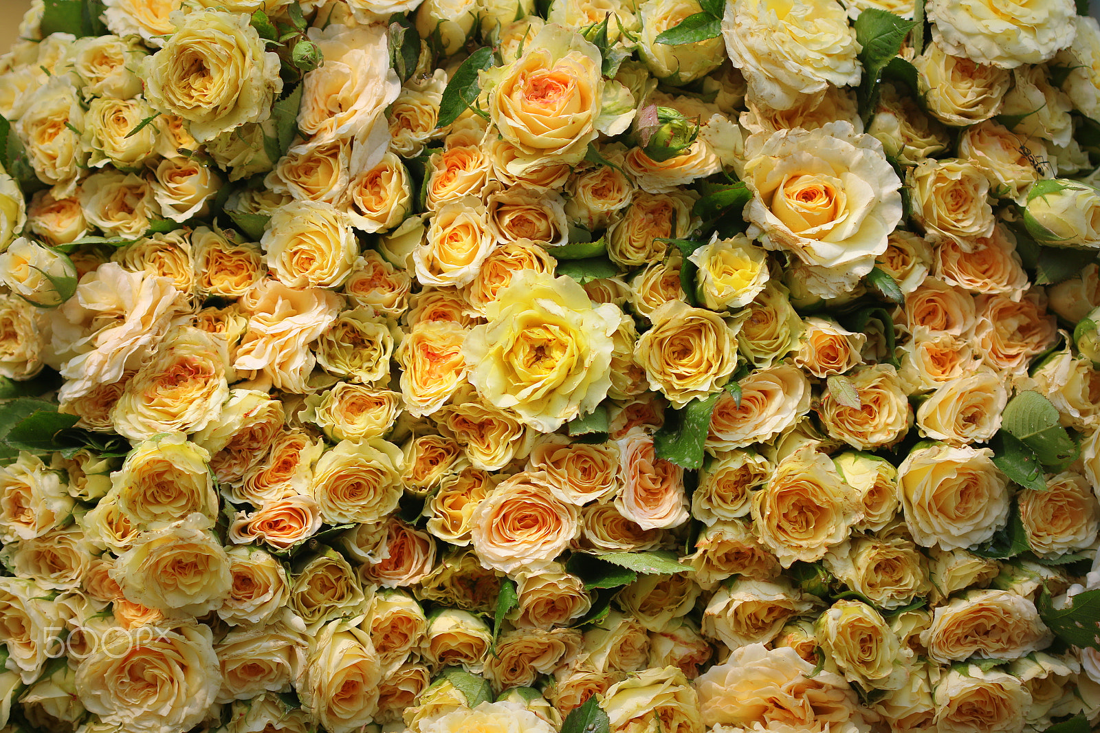 Canon EF 100mm F2.8 Macro USM sample photo. Roses ag01 photography
