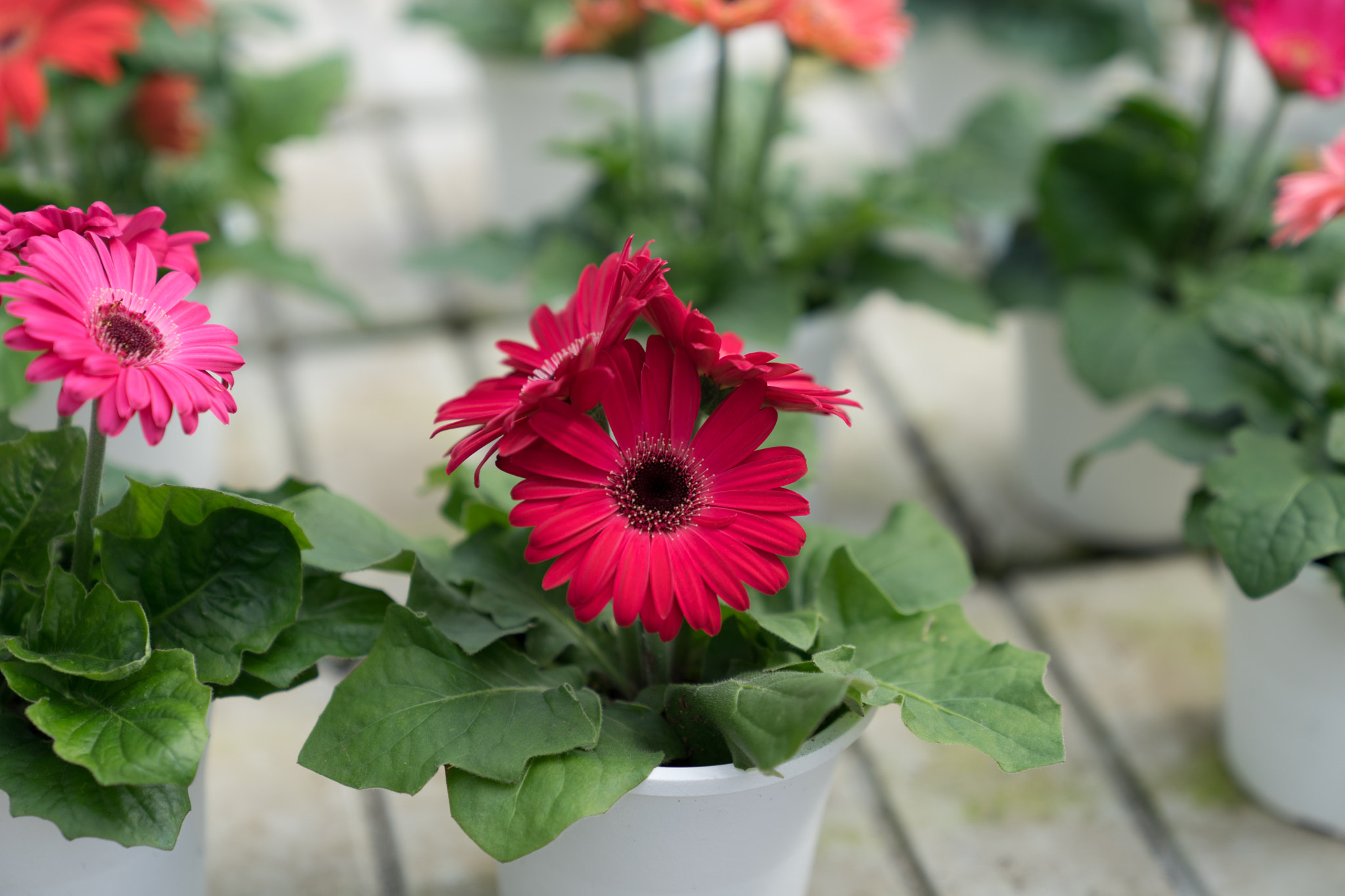 Sony a7 II + Sony FE 24-70mm F2.8 GM sample photo. Gerbera photography