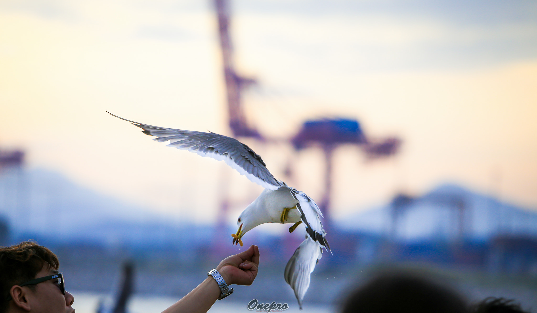 Canon EOS 6D sample photo. Onepro - 갈매기와 남자 (seagull and the man) photography