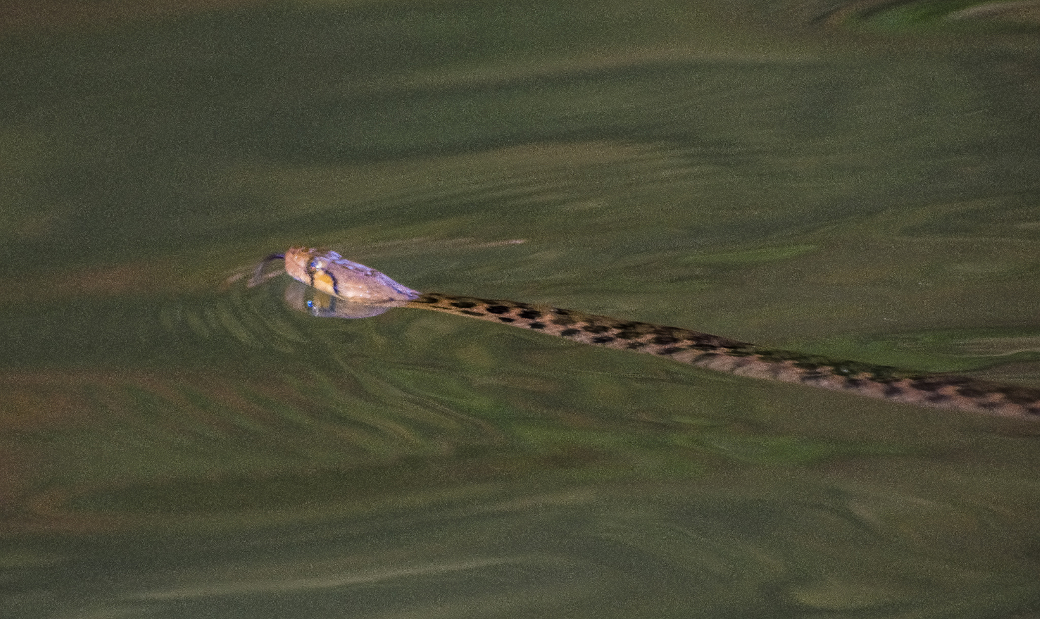 Nikon D7200 + Sigma 70-300mm F4-5.6 DG OS sample photo. Water snake photography