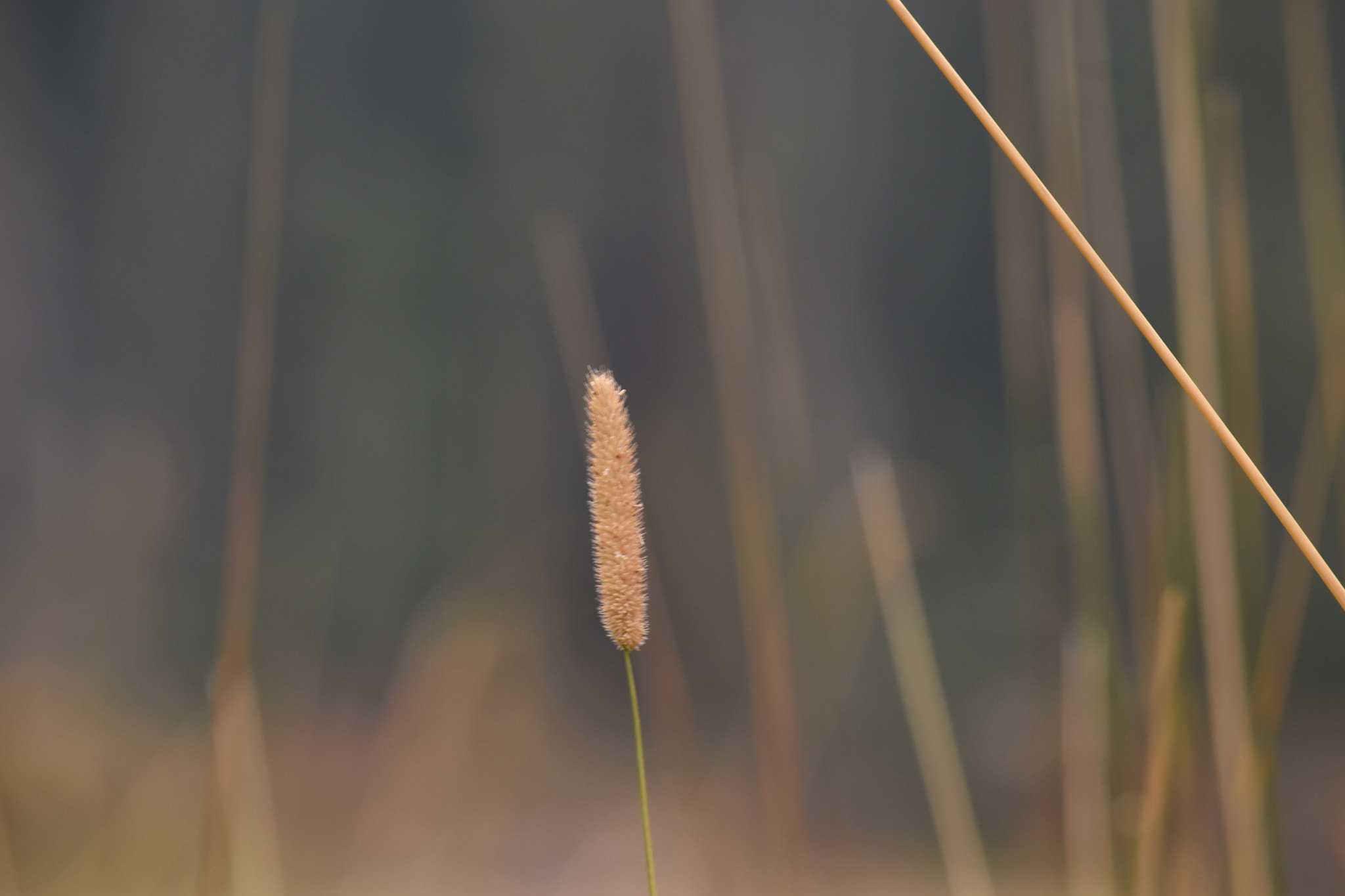 Nikon D5500 sample photo. Dsc copy o photography