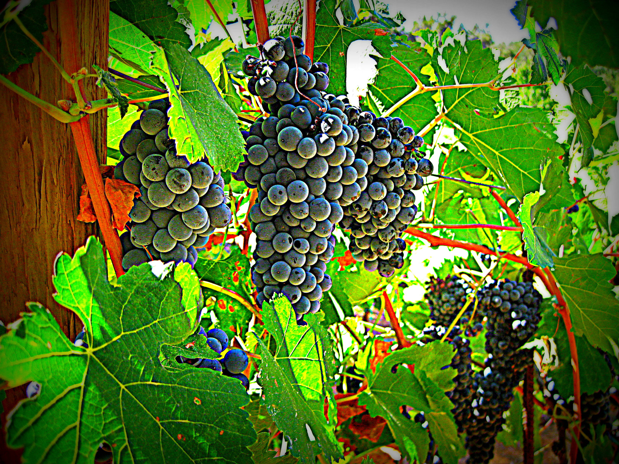 Canon PowerShot SD1100 IS (Digital IXUS 80 IS / IXY Digital 20 IS) sample photo. My grapes photography