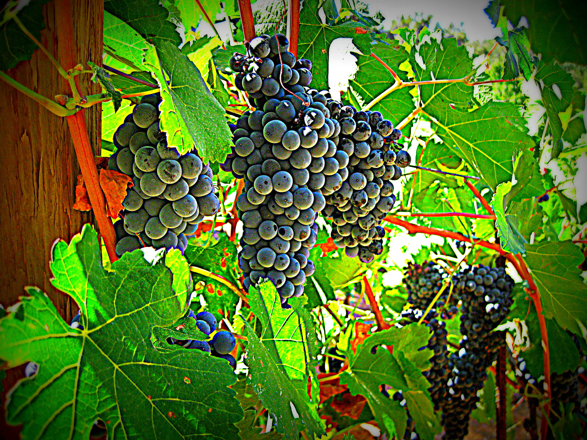 Canon PowerShot SD1100 IS (Digital IXUS 80 IS / IXY Digital 20 IS) sample photo. My grapes photography