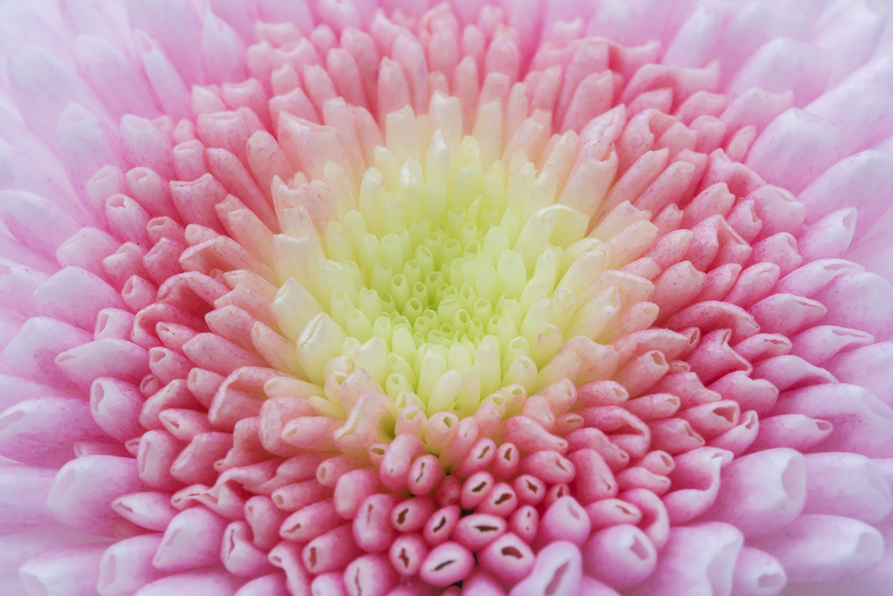 Canon EF 100mm F2.8L Macro IS USM sample photo. Macro flower photography