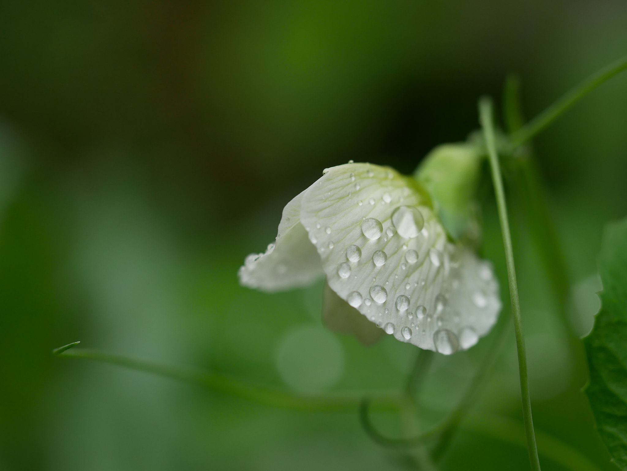 Panasonic Lumix DMC-GX85 (Lumix DMC-GX80 / Lumix DMC-GX7 Mark II) + Olympus M.Zuiko Digital ED 60mm F2.8 Macro sample photo. White pea flower photography