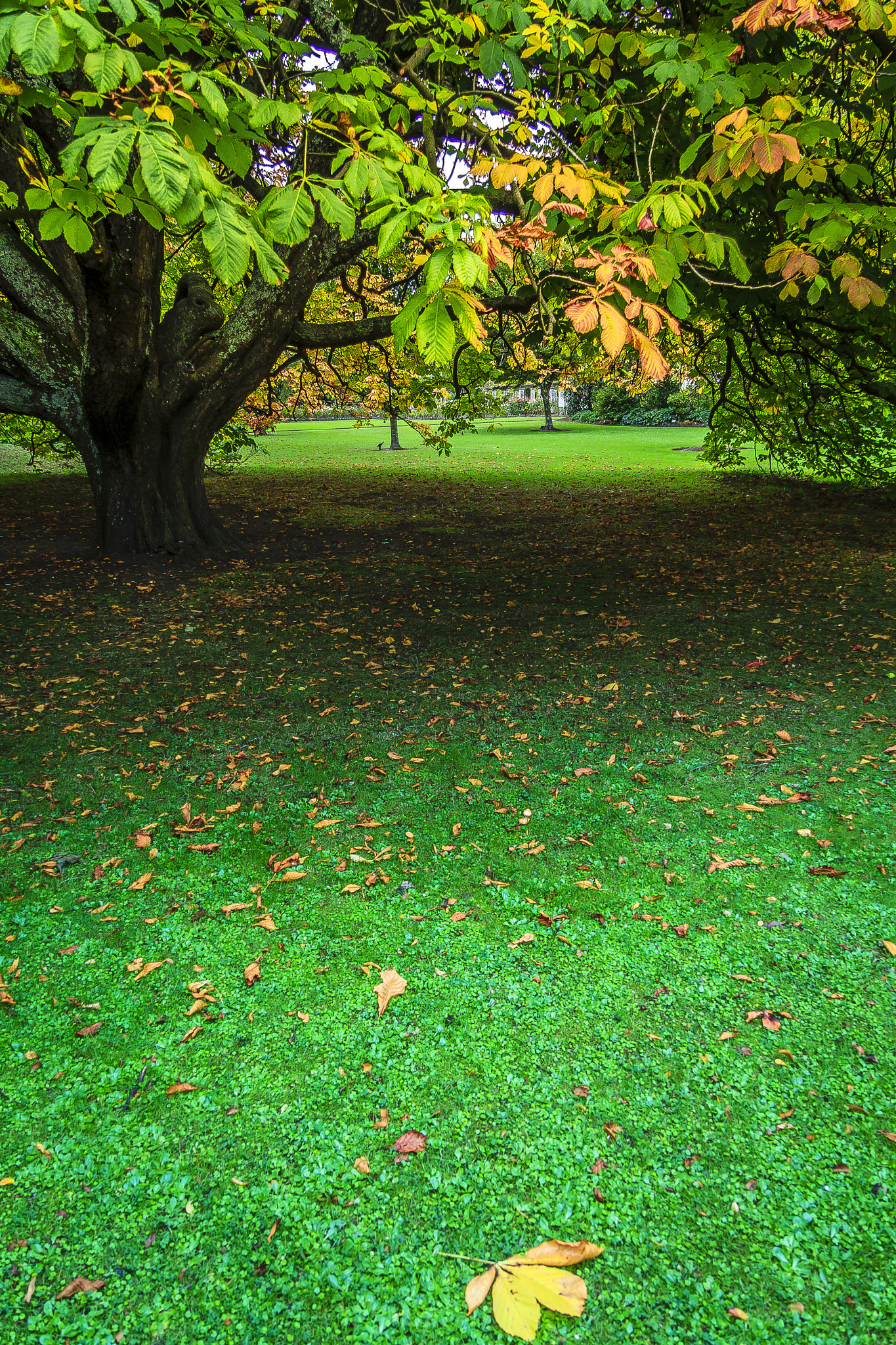 Canon EF-S 17-85mm F4-5.6 IS USM sample photo. Horse chestnut tree in fall photography