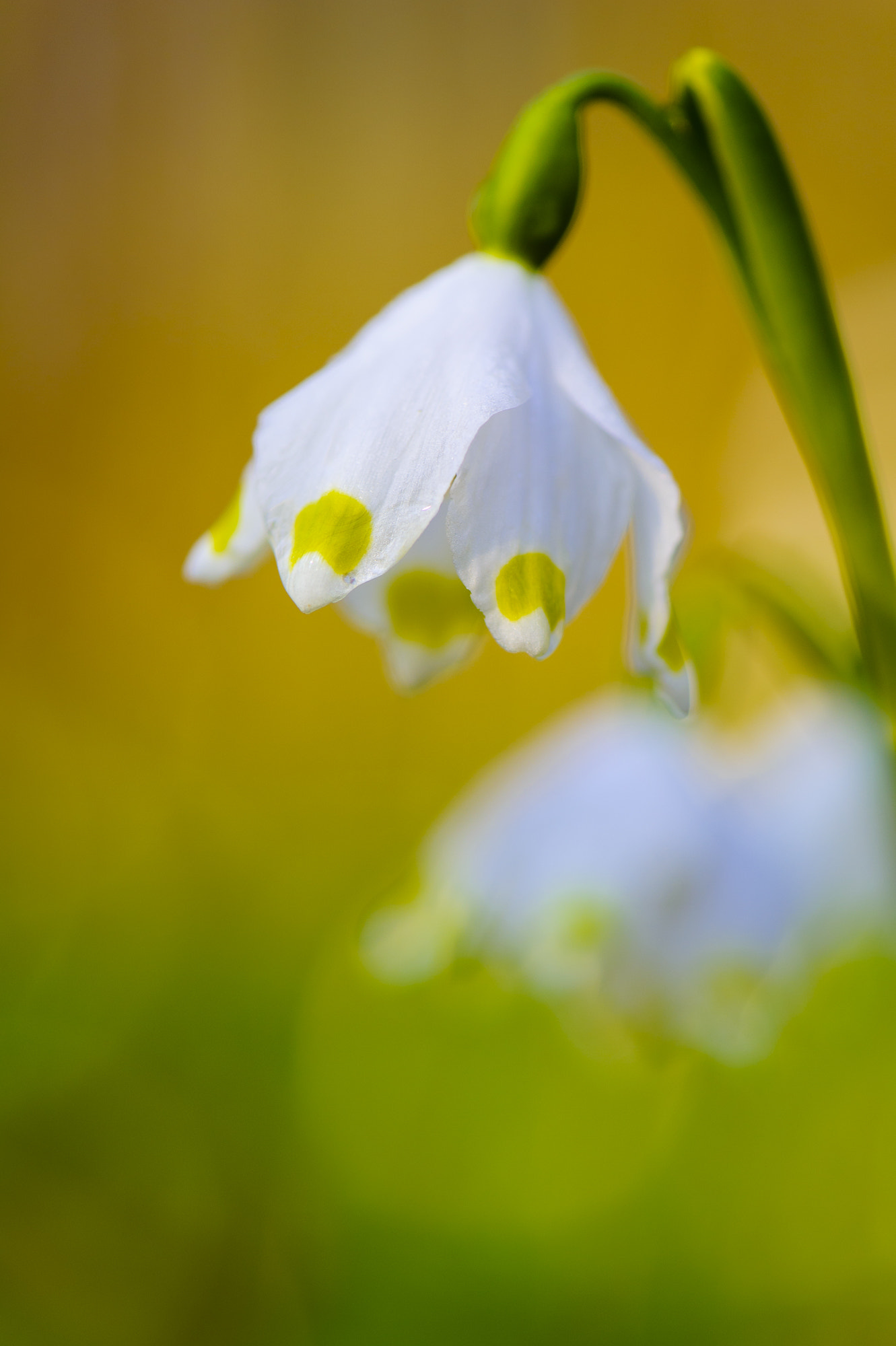 Nikon D3S + Nikon AF-S Micro-Nikkor 105mm F2.8G IF-ED VR sample photo. I_am_the_spring photography