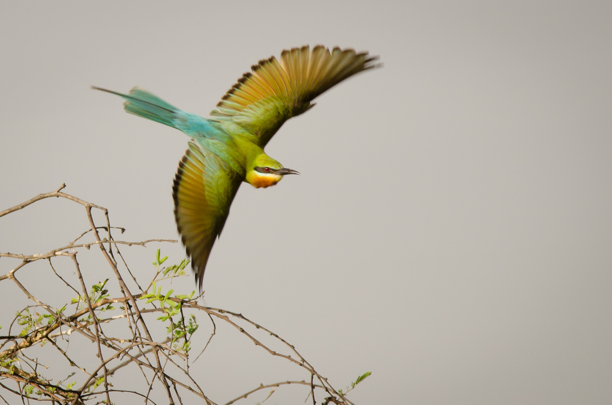 Nikon D7000 + Tamron SP 150-600mm F5-6.3 Di VC USD sample photo. Blue tailed green bee eater photography