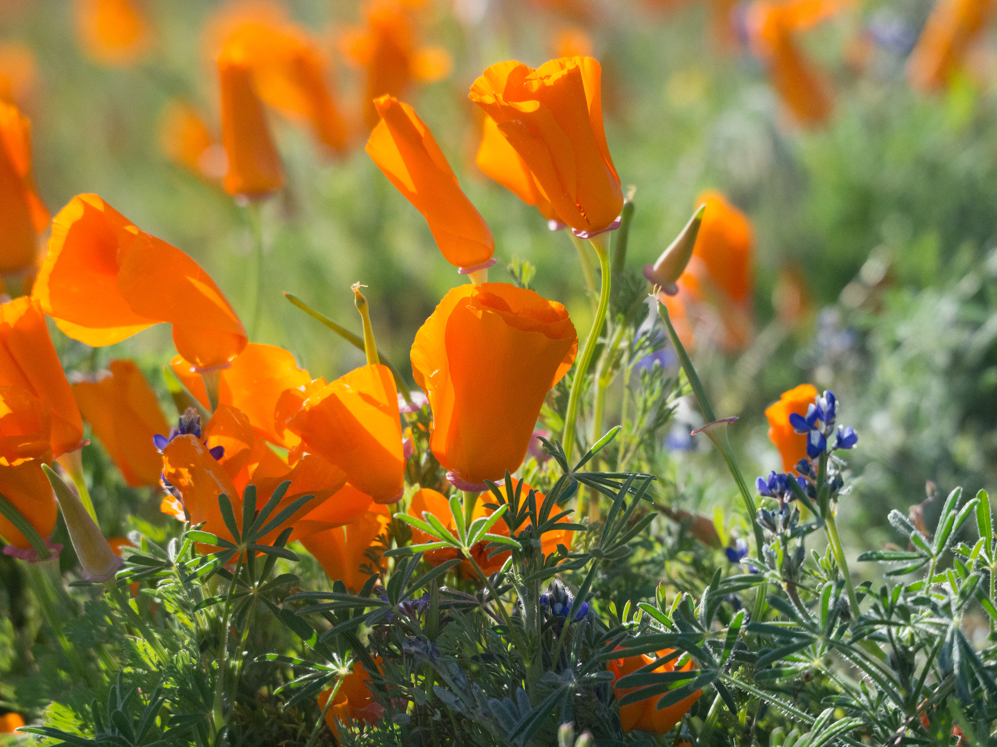 Olympus OM-D E-M1 Mark II sample photo. California poppy photography