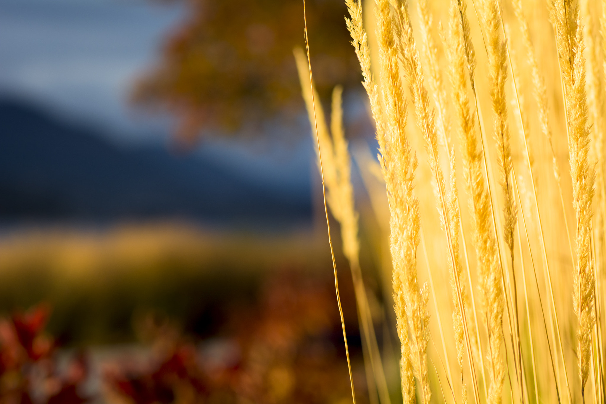 Nikon AF-S Micro-Nikkor 105mm F2.8G IF-ED VR sample photo. Dsc photography