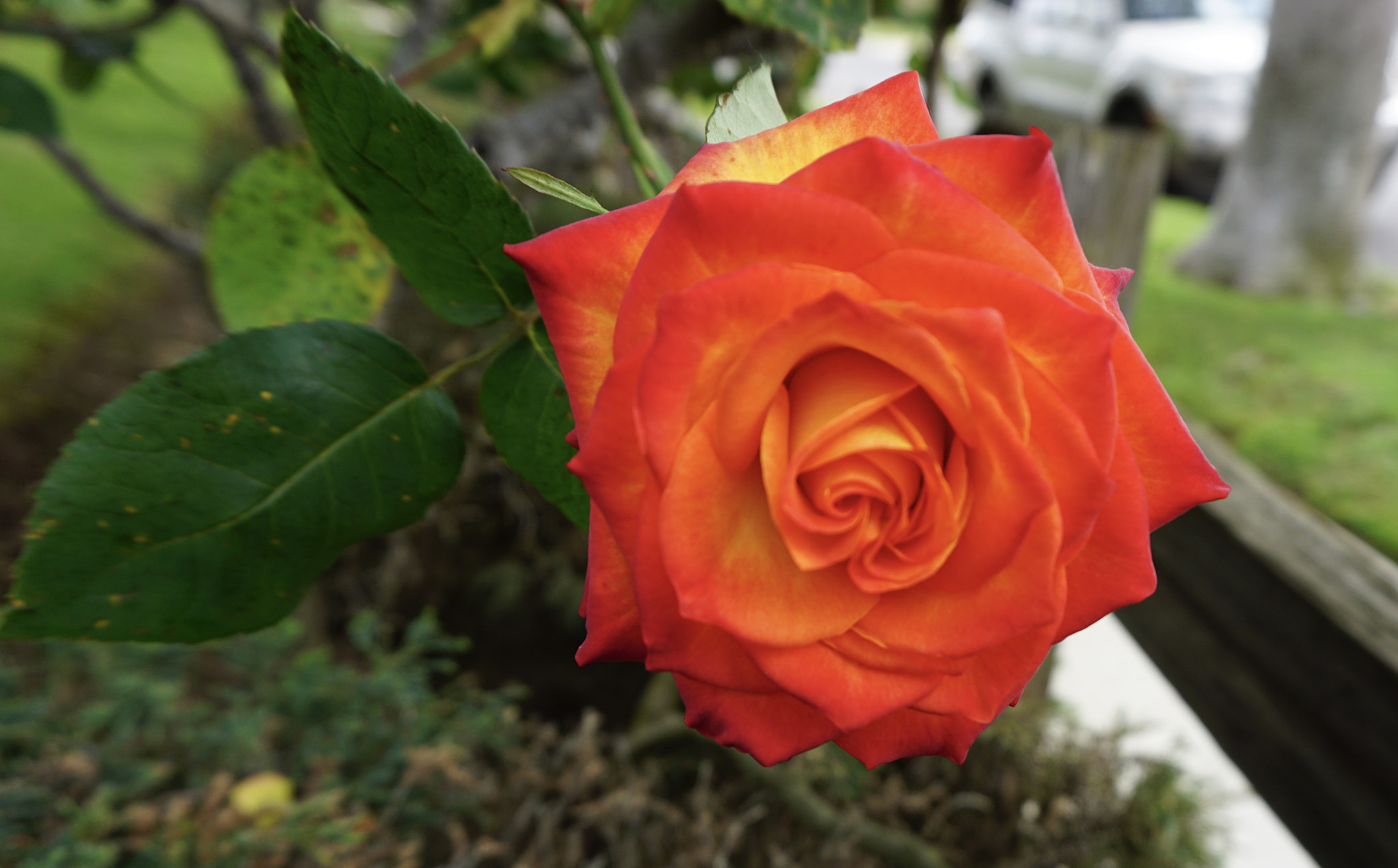 Sony a5100 + Sony E 18-50mm F4-5.6 sample photo. Orange rose by any other name photography