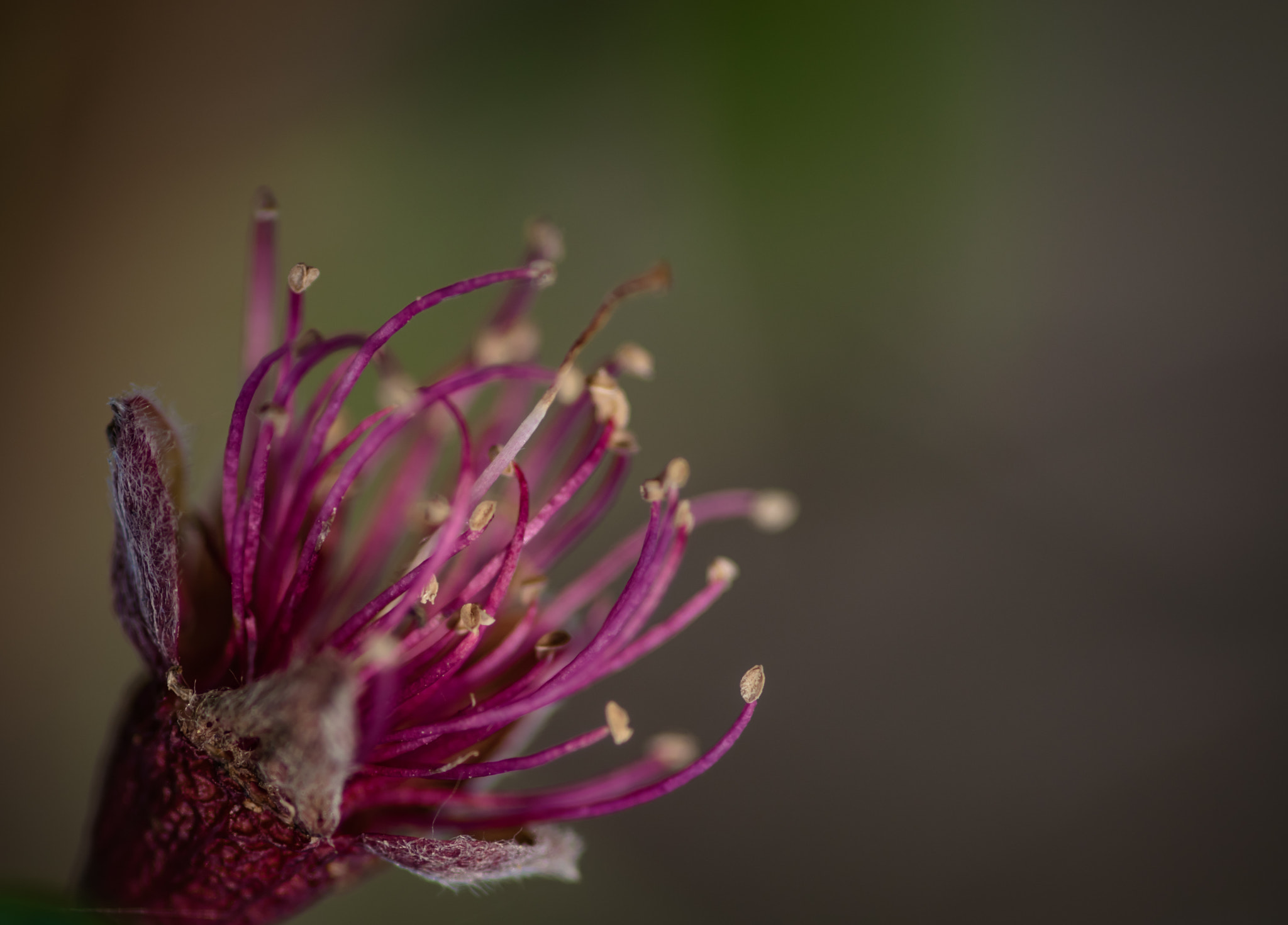 Tokina AT-X Pro 100mm F2.8 Macro sample photo. Colores de primavera photography