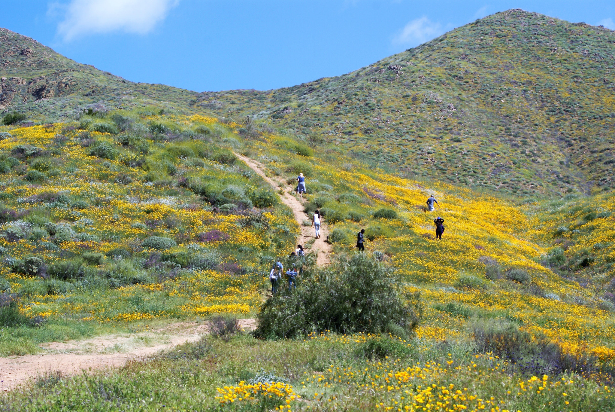 Sony 75-300mm F4.5-5.6 sample photo. Walker canyon wild flower field photography