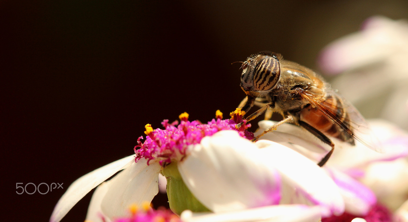 Canon EF 100mm F2.8 Macro USM sample photo. !!!! photography
