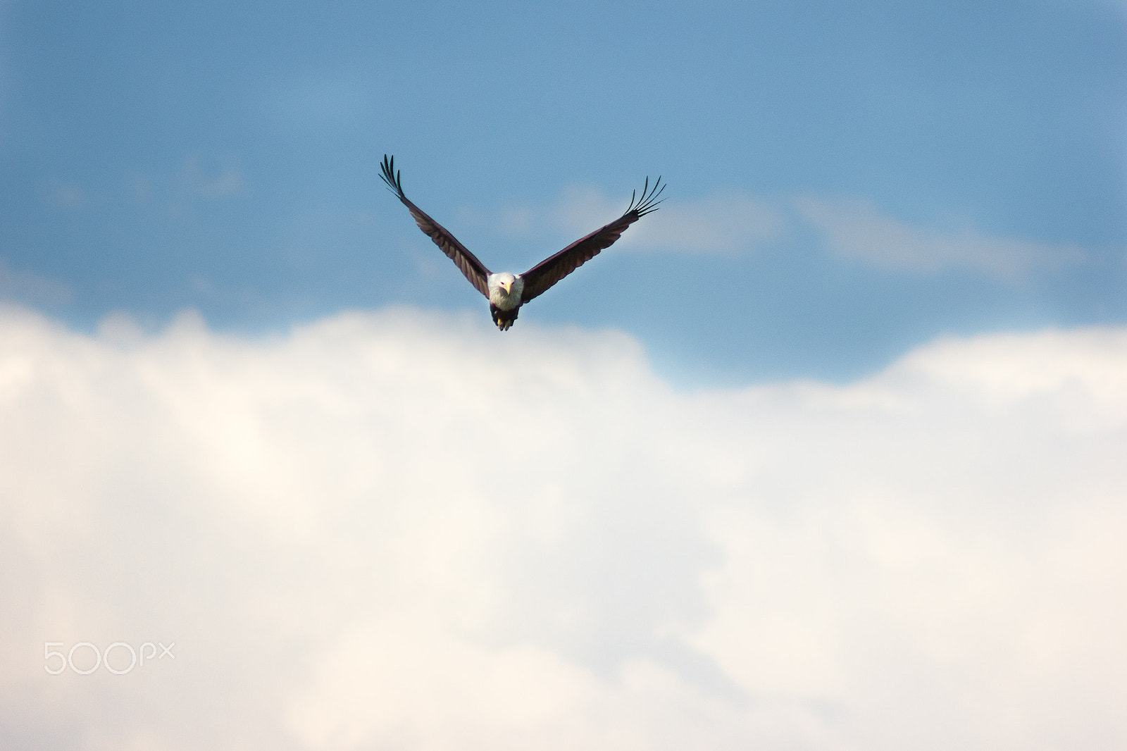 Canon EOS 600D (Rebel EOS T3i / EOS Kiss X5) + EF75-300mm f/4-5.6 sample photo. King pride photography