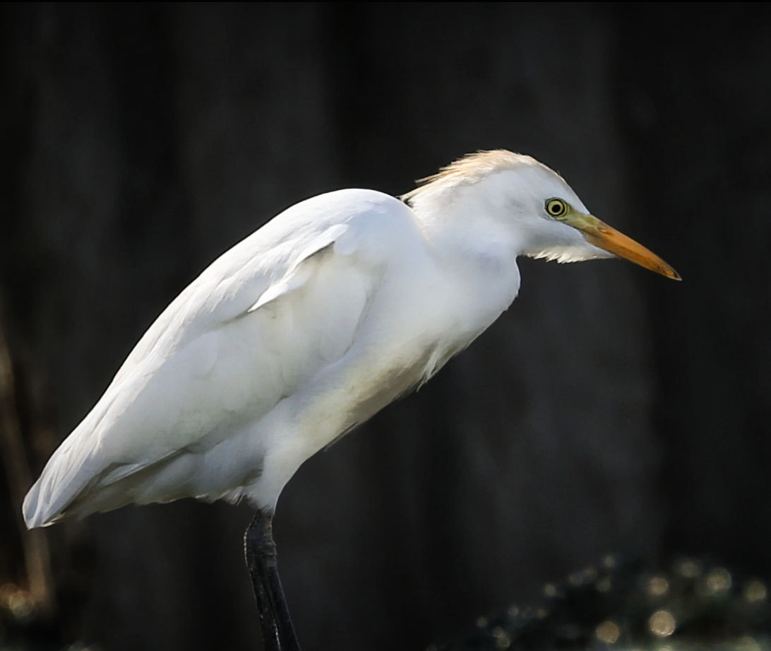 Canon EOS 6D + Canon EF 70-300mm F4-5.6L IS USM sample photo. Cattle egret photography