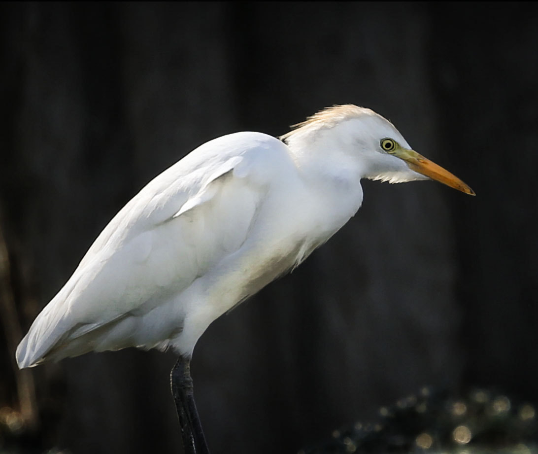 Canon EF 70-300mm F4-5.6L IS USM sample photo. Cattle egret photography