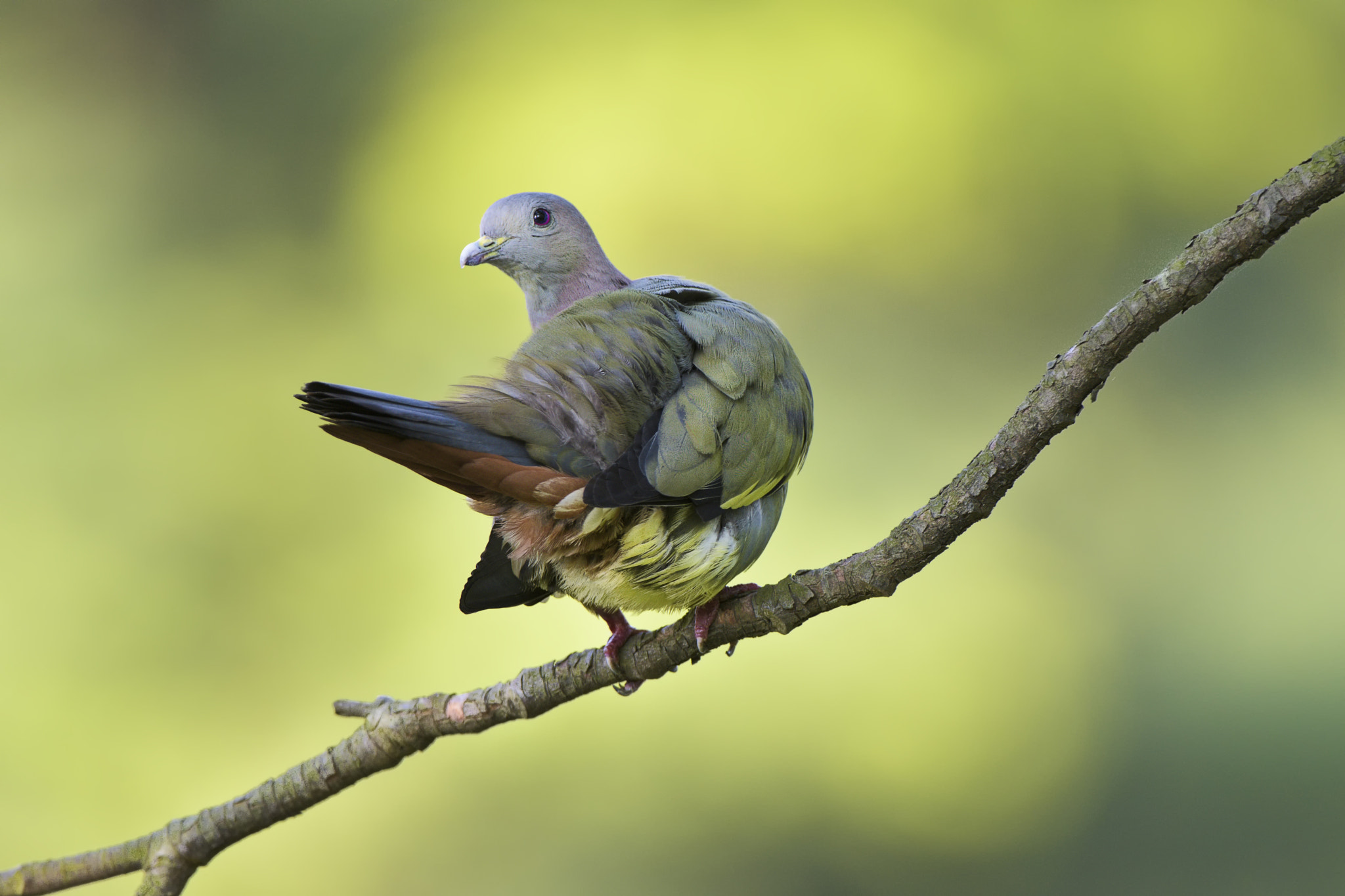 Nikon D500 + Nikon AF-S Nikkor 200-400mm F4G ED-IF VR sample photo. Pink necked green pigeon photography