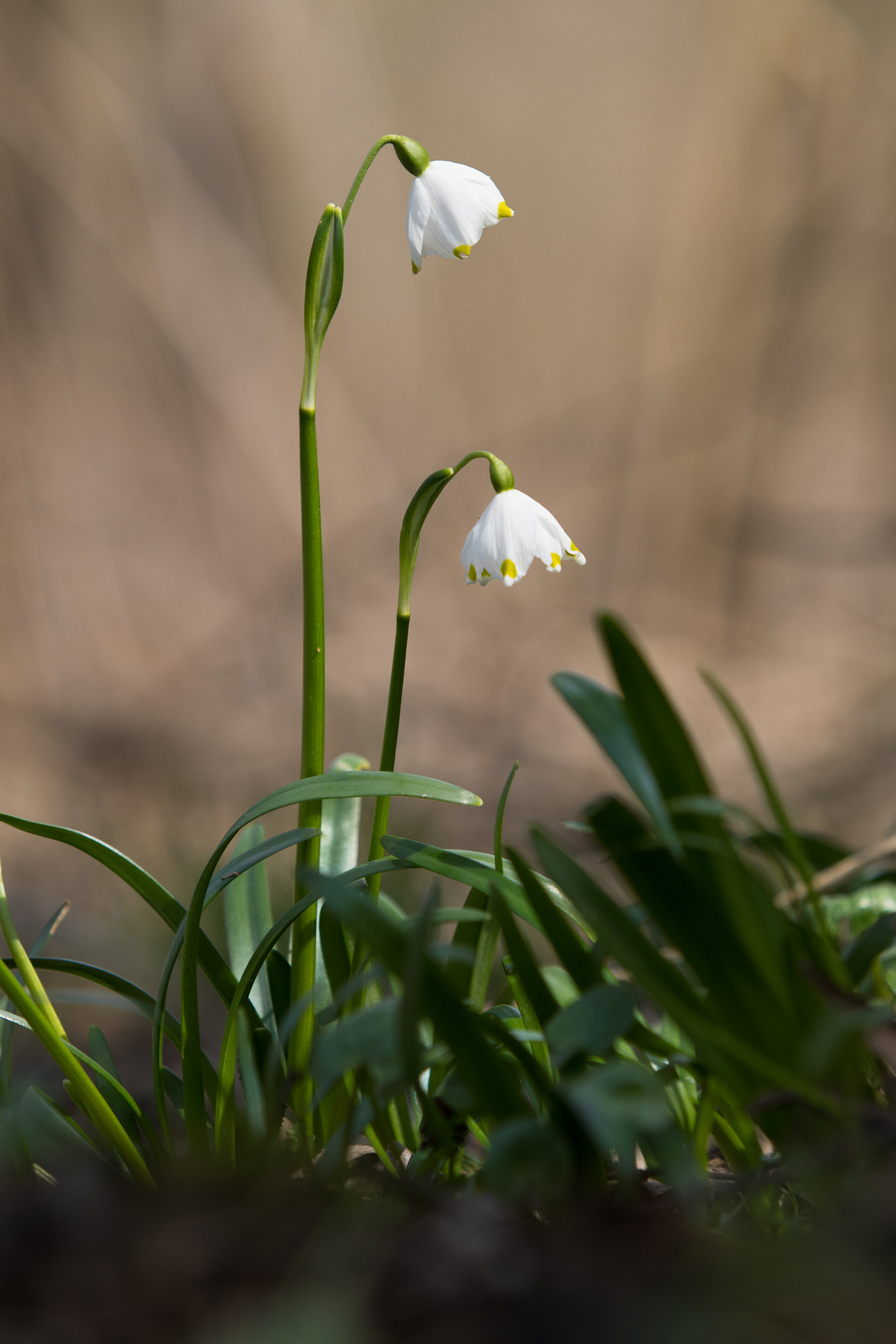 Canon EF 70-200mm F2.8L USM sample photo. Bledule jarní (leucojum vernum) photography