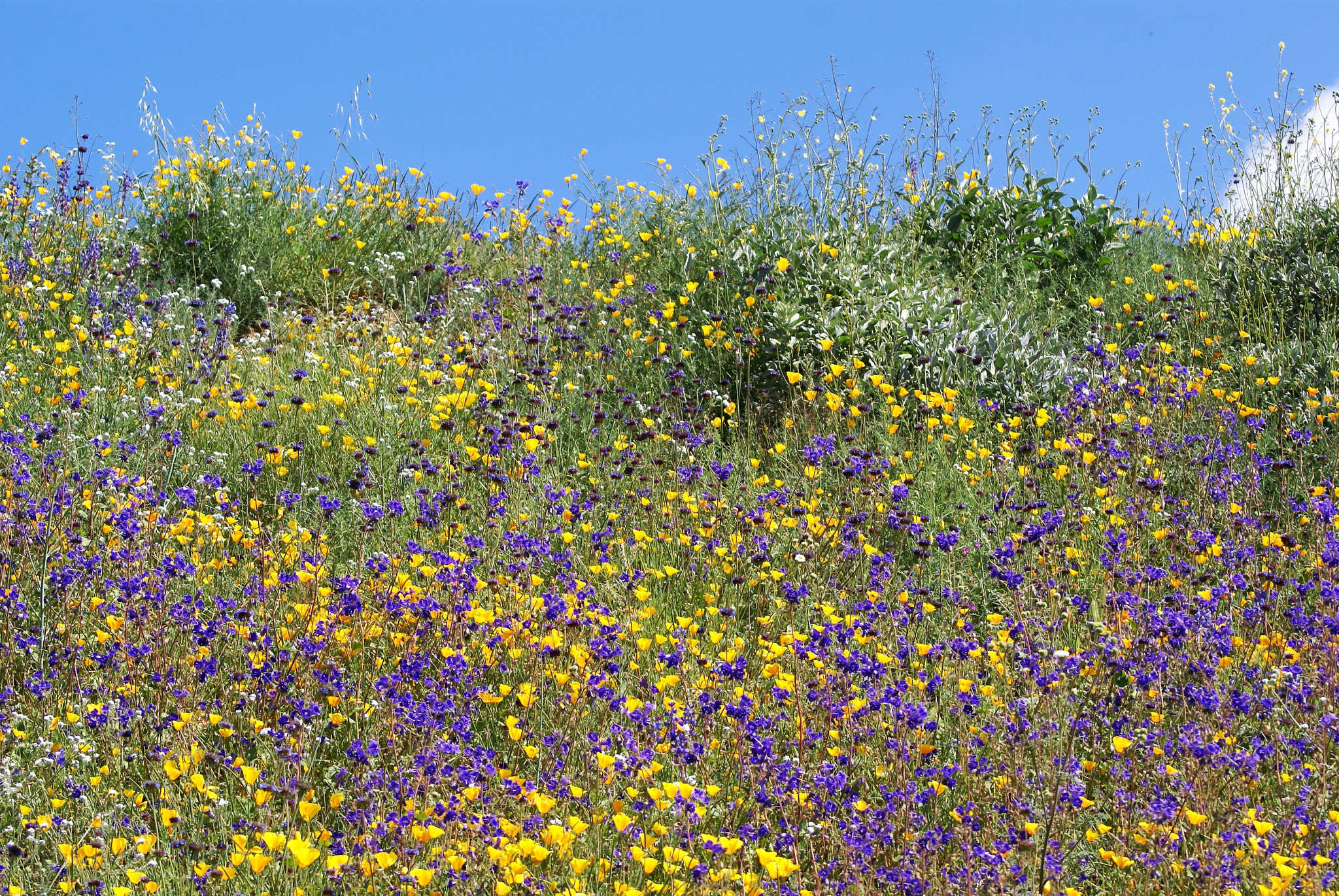 Sony 75-300mm F4.5-5.6 sample photo. Wild flower painting photography