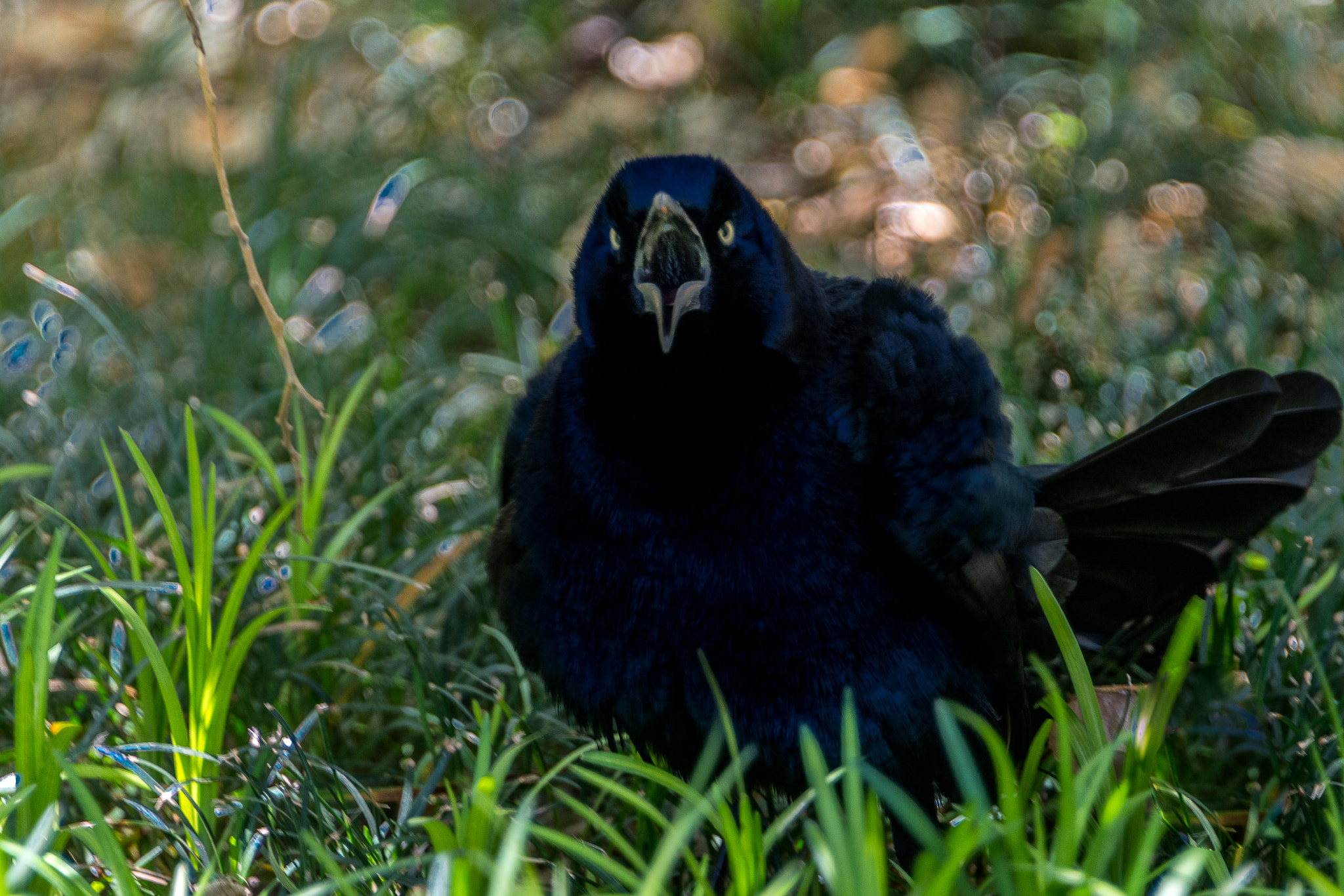 Nikon D500 sample photo. Grackle calling photography