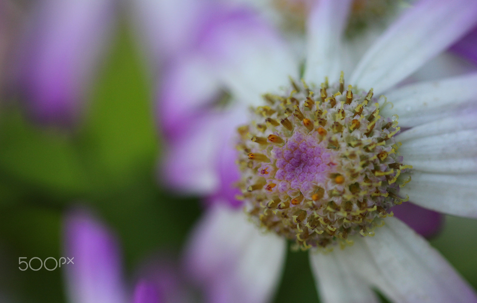Canon EF 100mm F2.8 Macro USM sample photo. +++ photography
