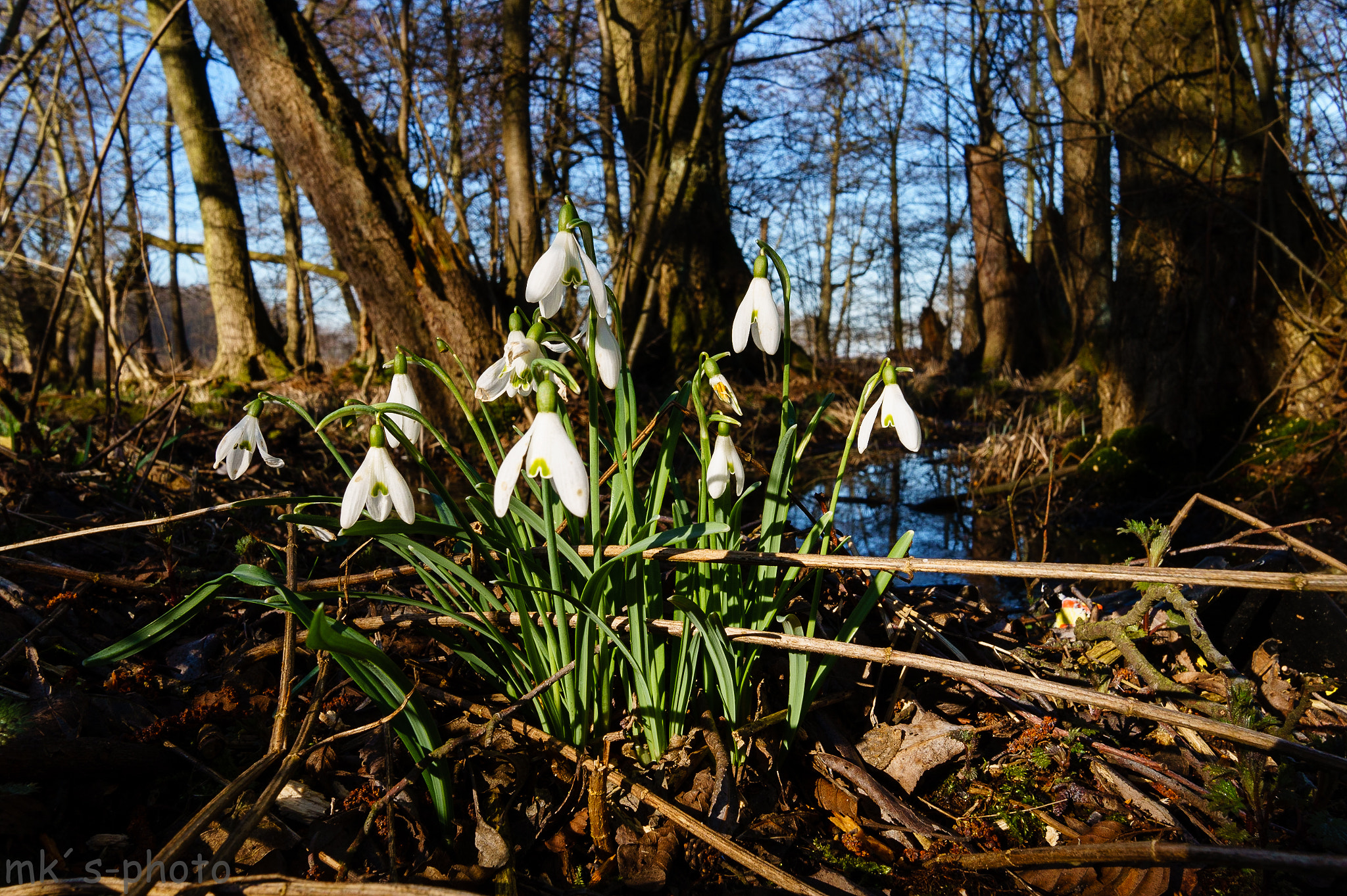 Sigma 19mm F2.8 EX DN sample photo. Frühling photography
